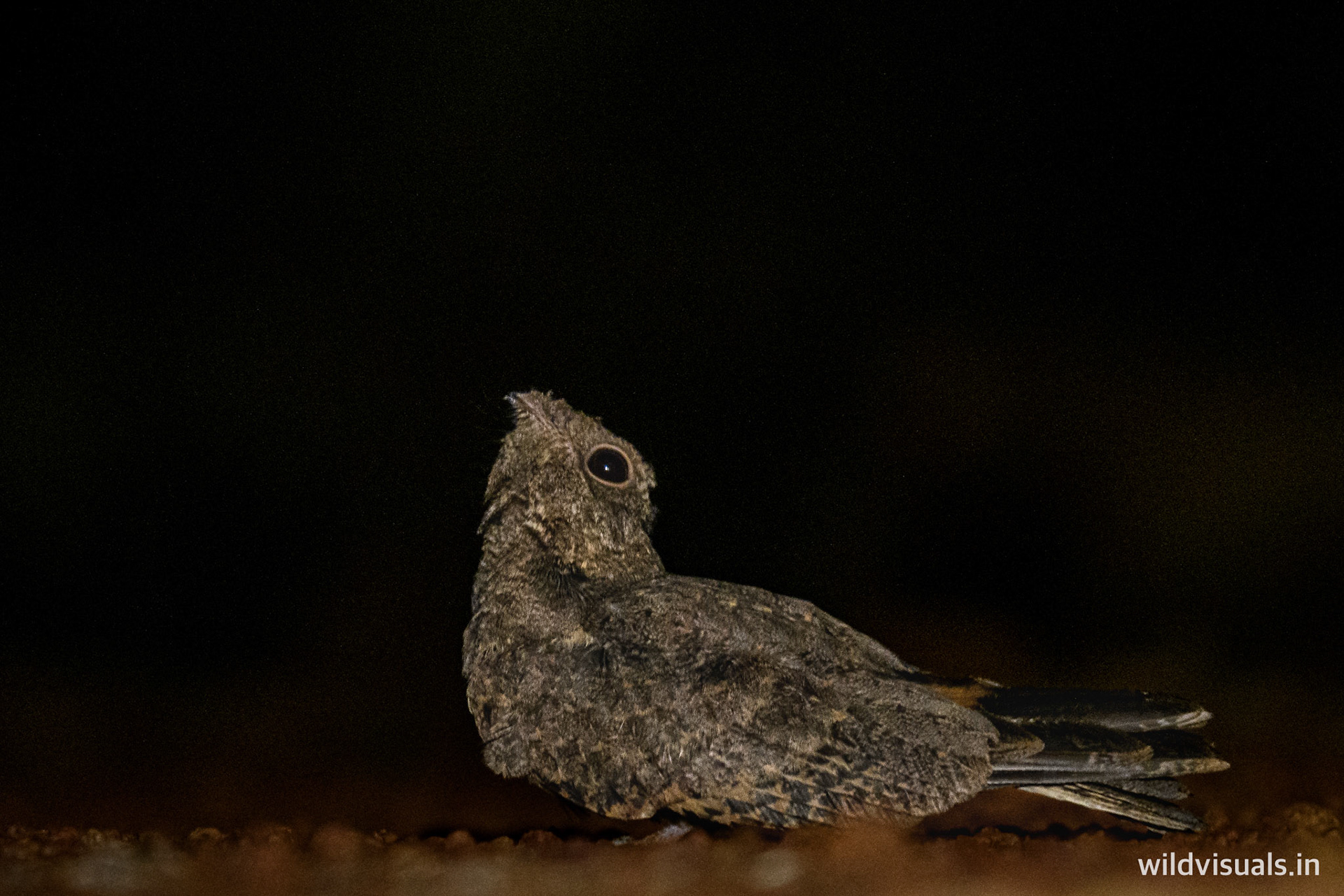 night caller | mirzapur