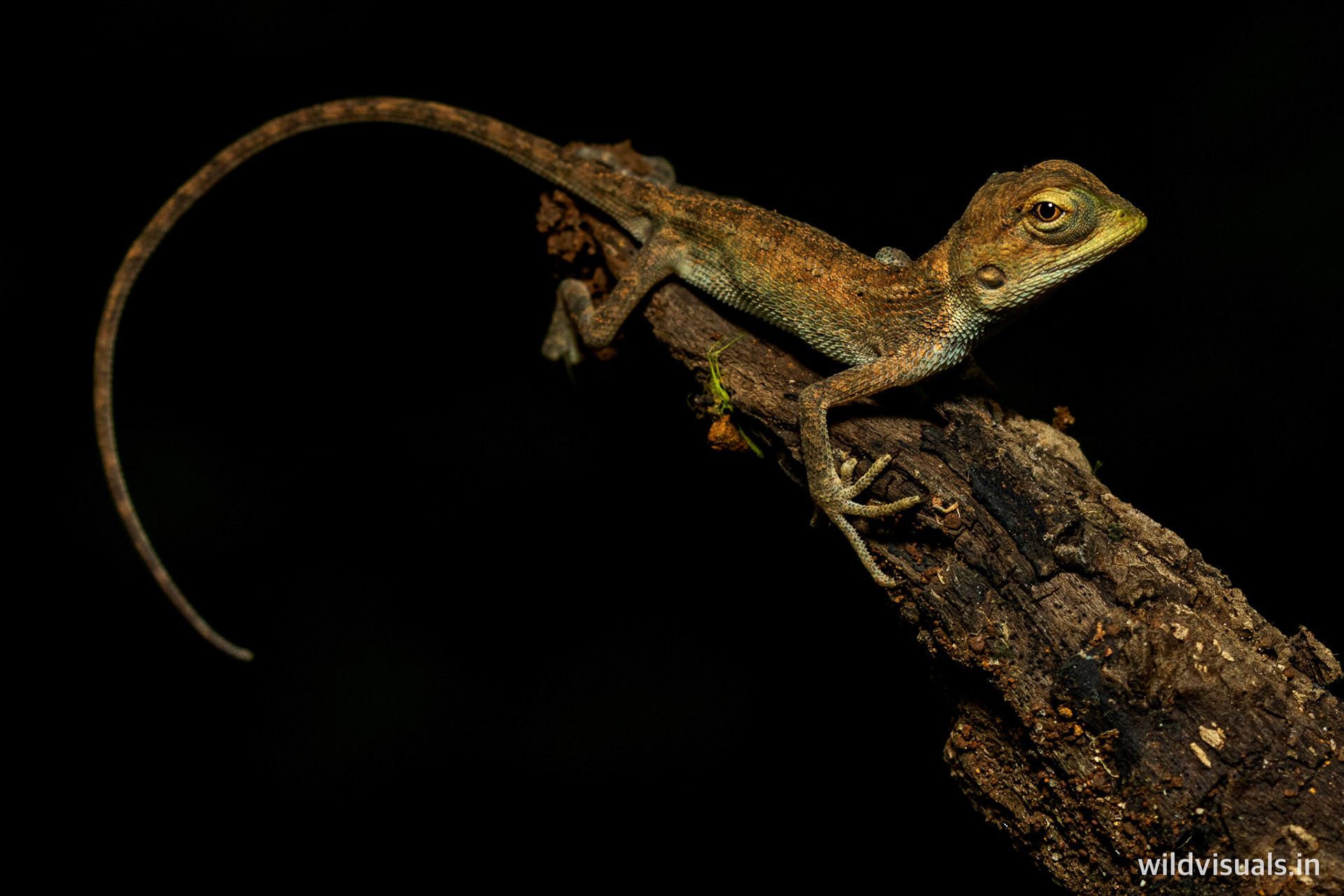 garden studio | studio portrait