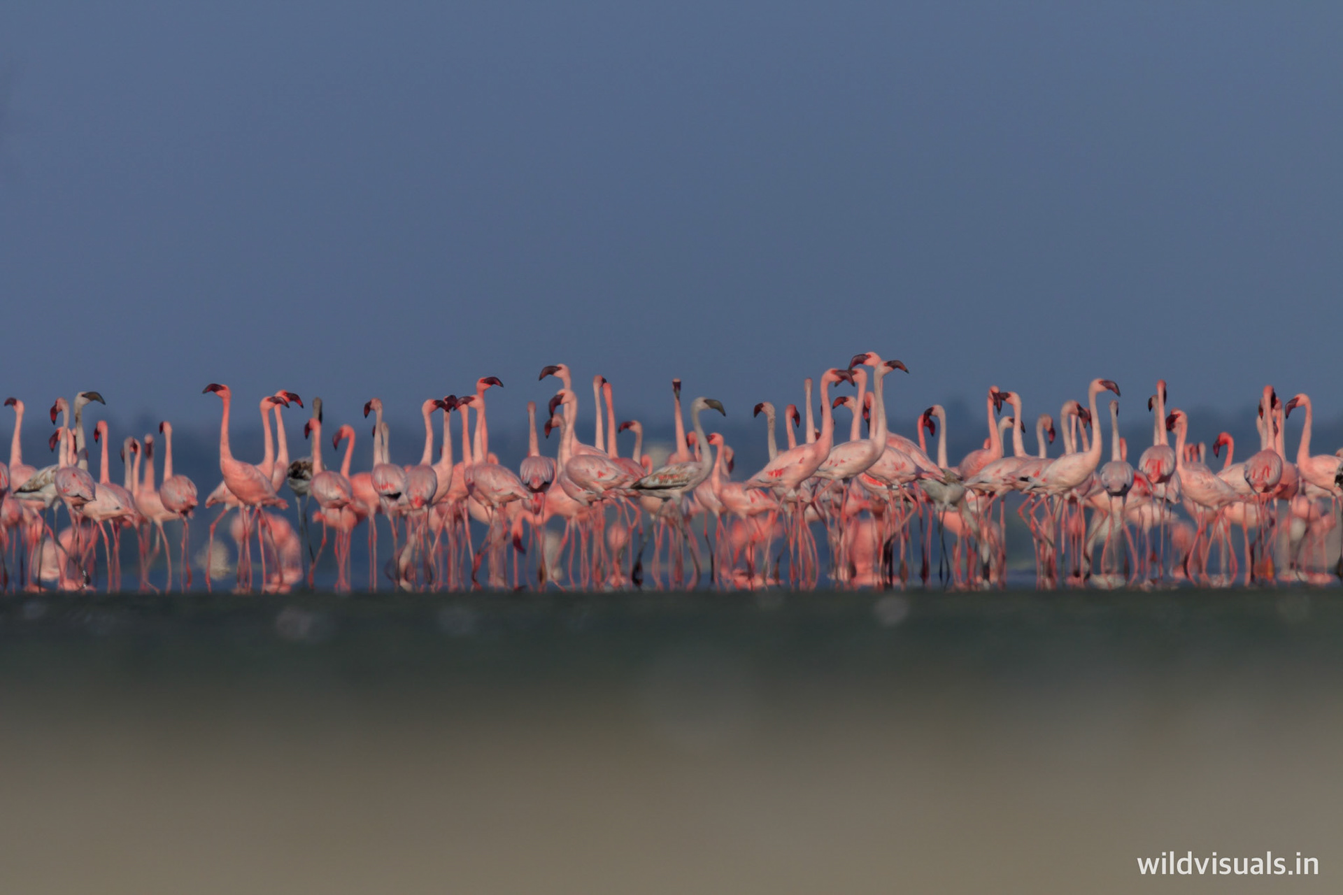 lesser flamingoes | strip of pink