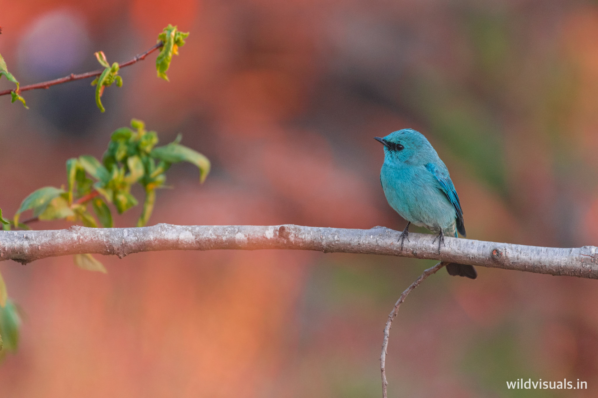 verditer flycatcher | #7df9ff
