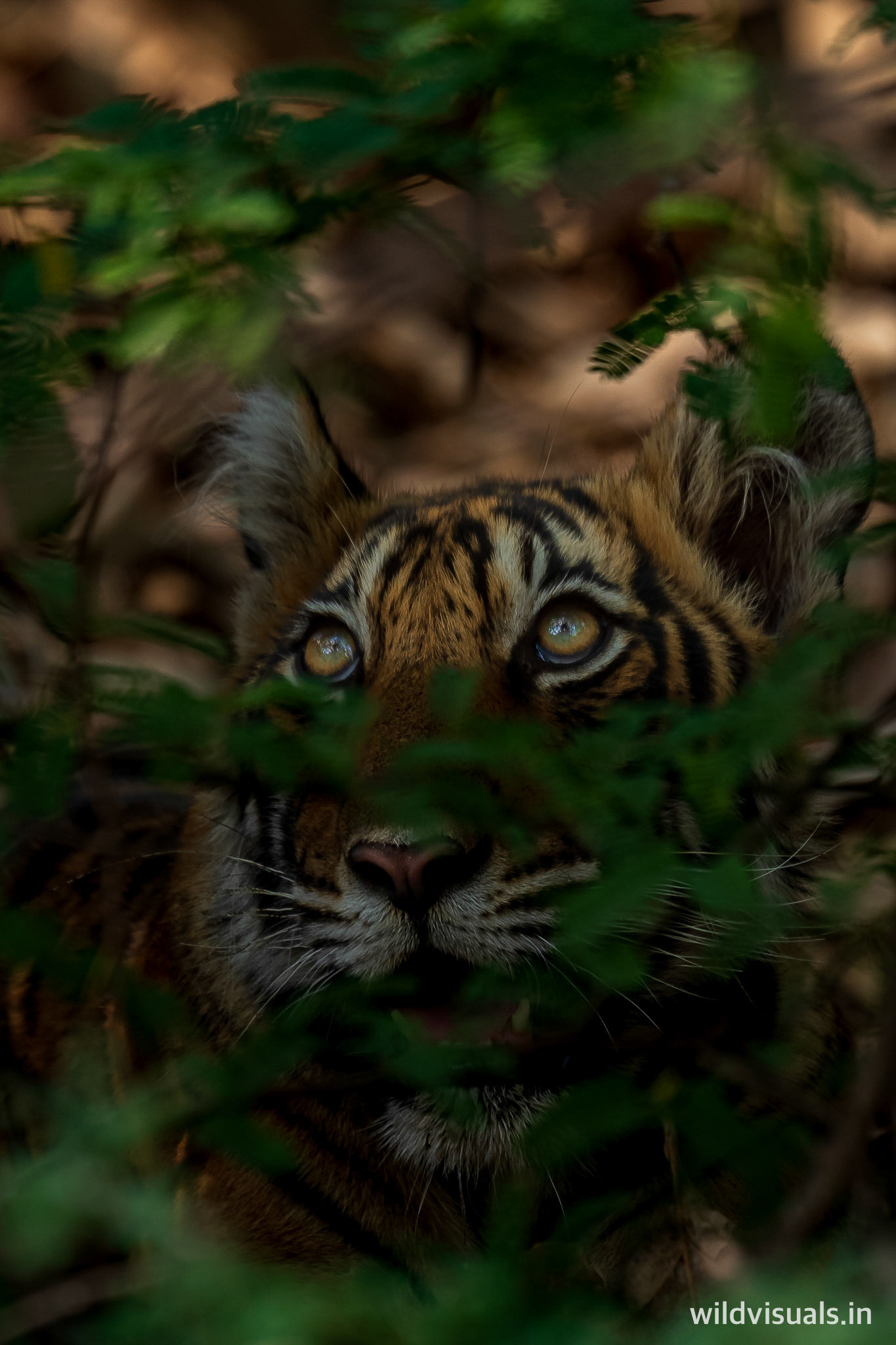 those eyes | ranthambore