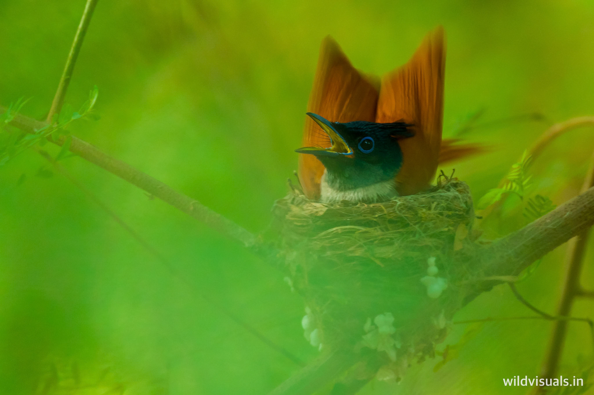 paradise flycatcher | in my safe place