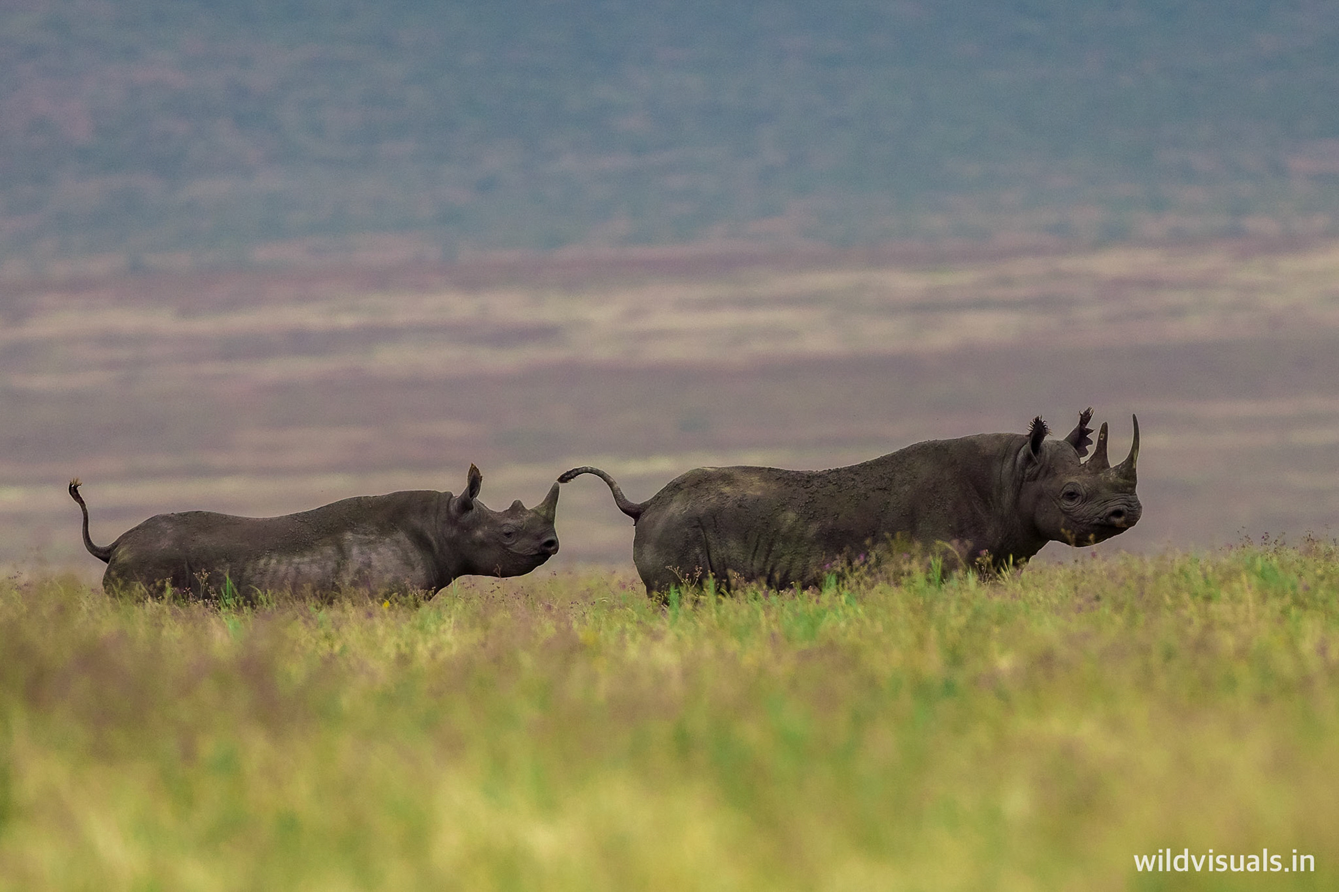 tip to tail | ngorongoro