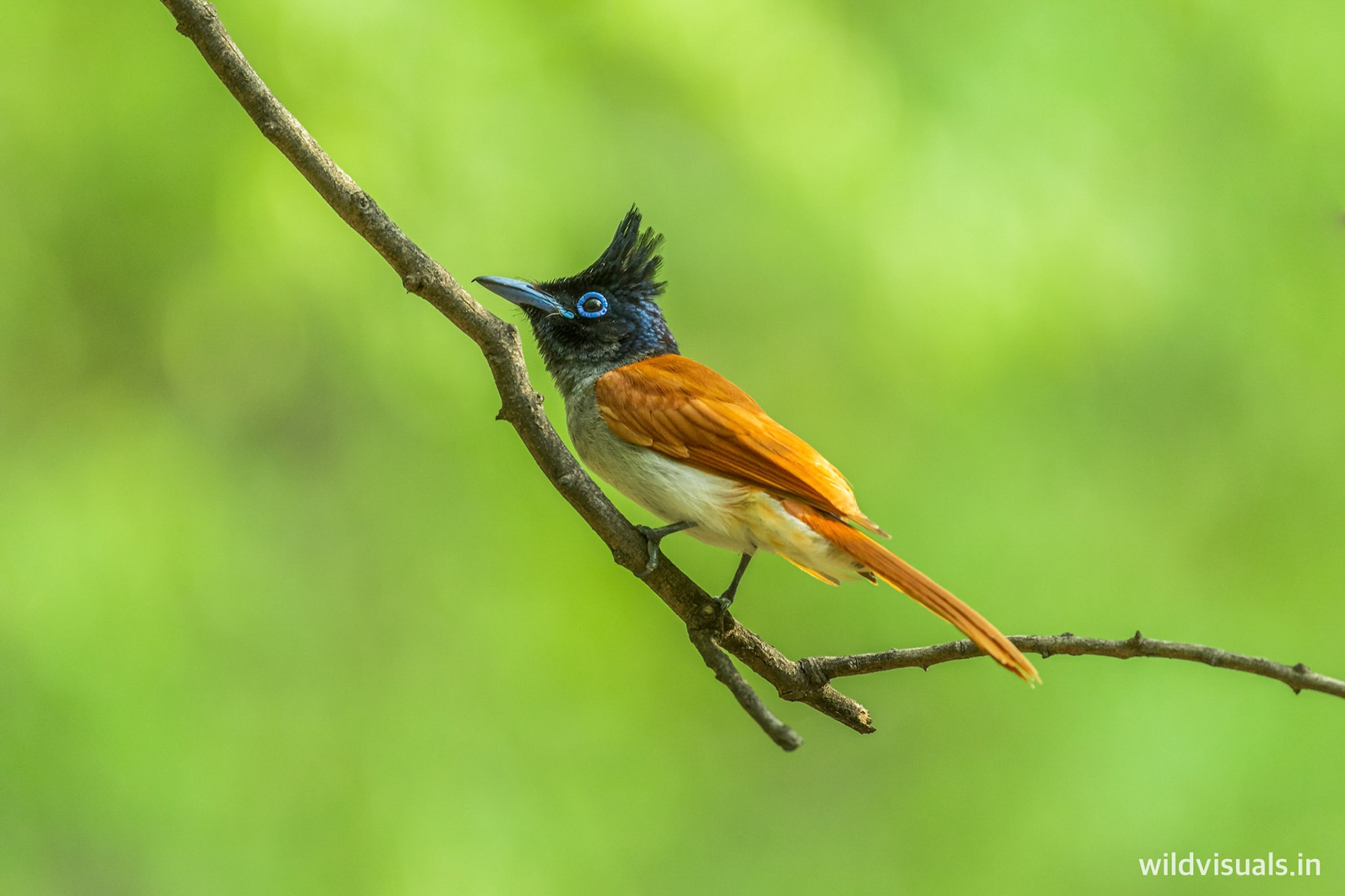 paradise flycatcher | bhilwara