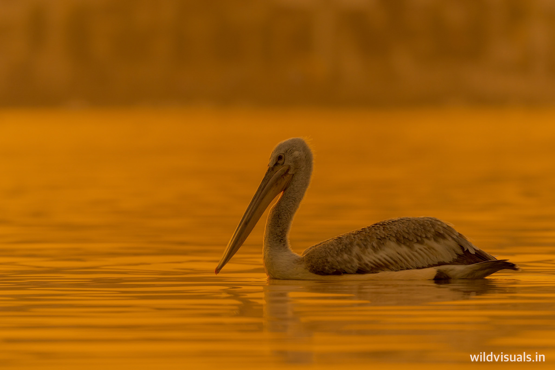 pelican | ajmer