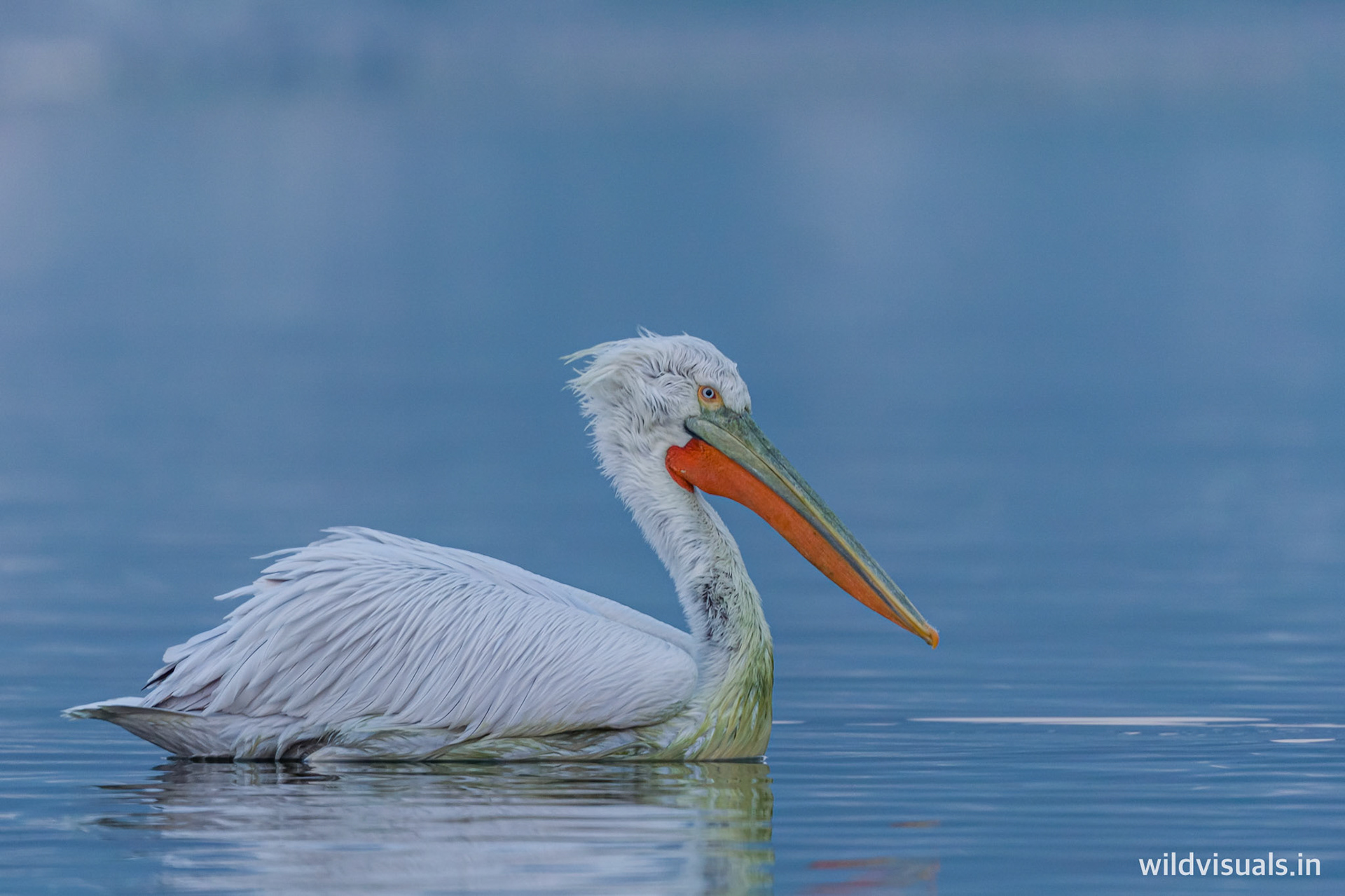 dalmatian pelican | ajmer