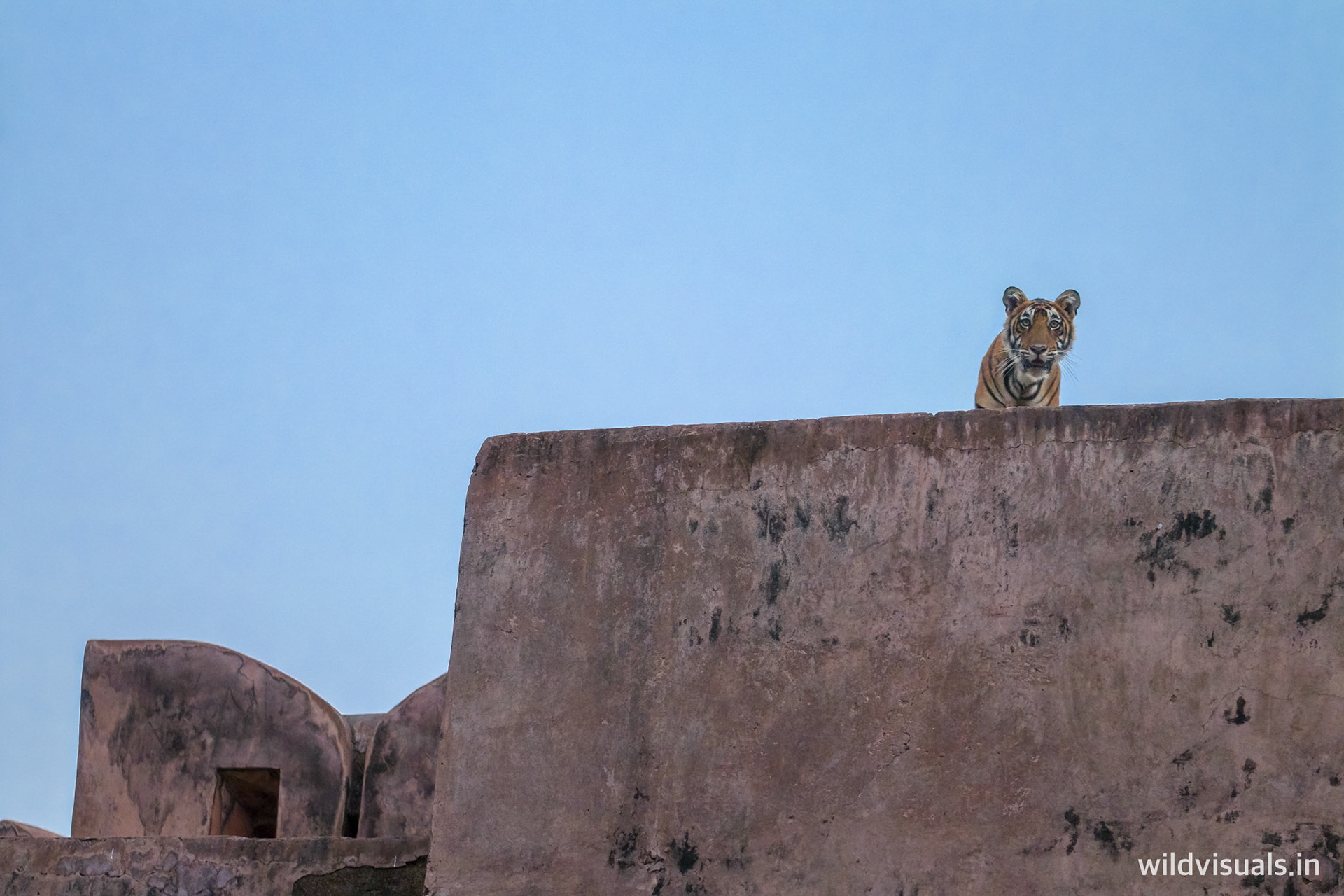 the sentinel | ranthambore