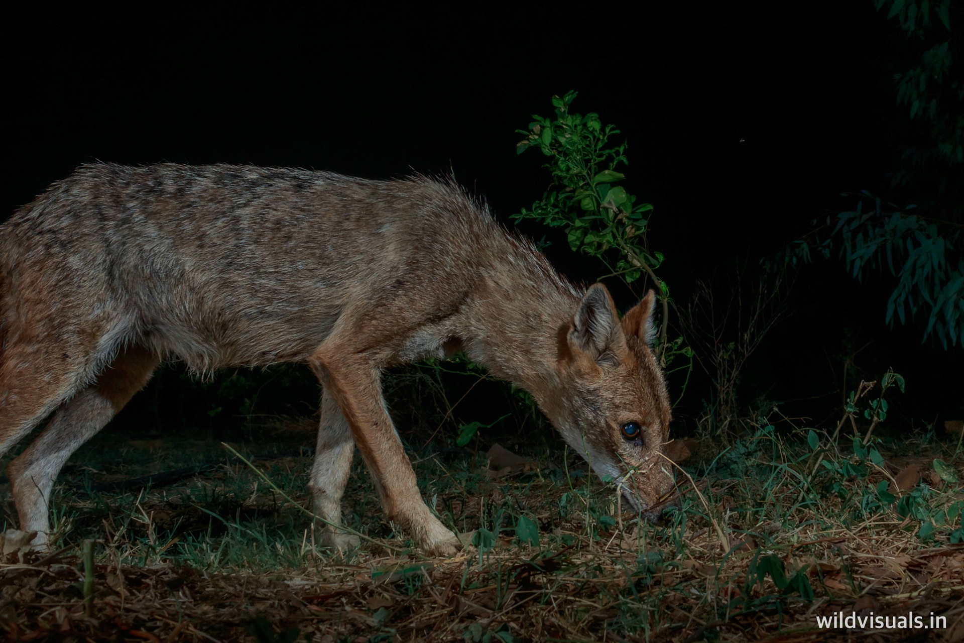 looking for gold | mirzapur