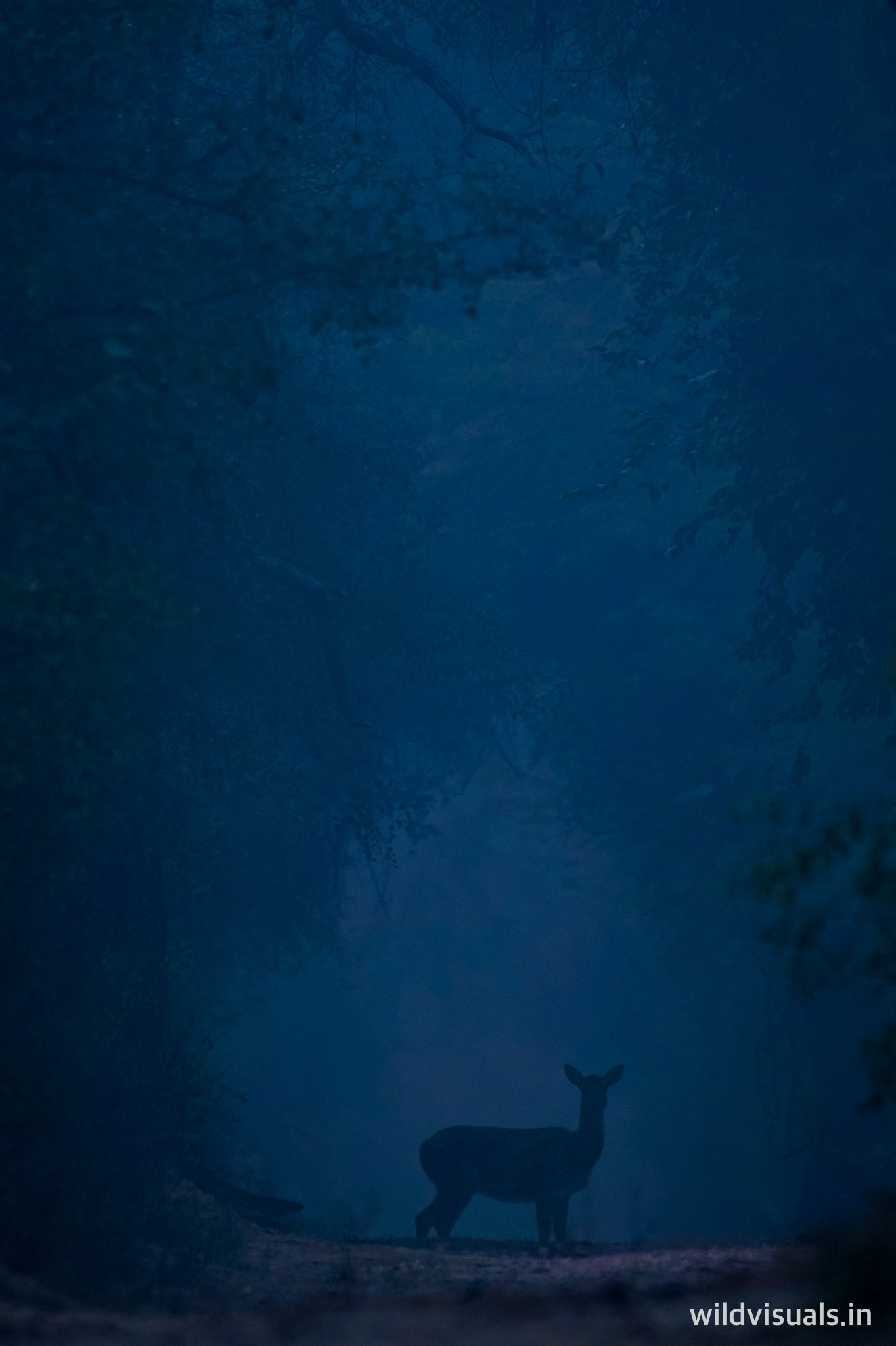 blue | keoladeo