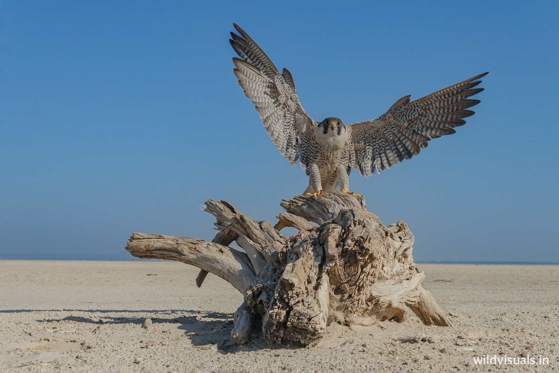 spread your wings | sambhar lake