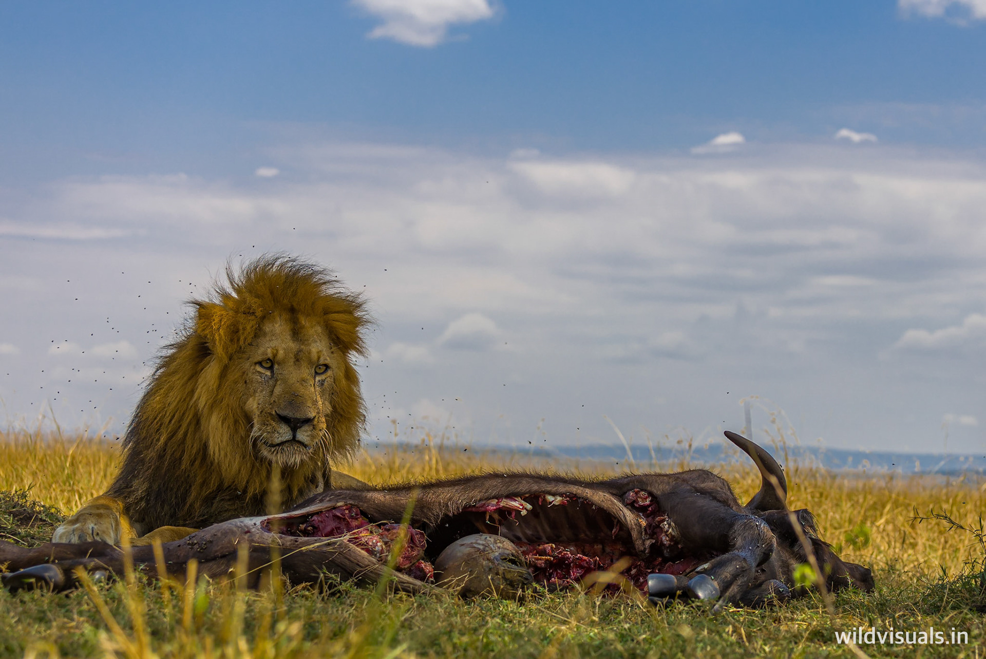 lunch is laid | mara