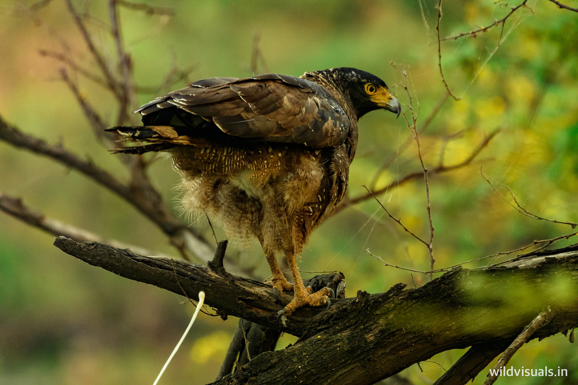 straight an an arrow | keoladeo