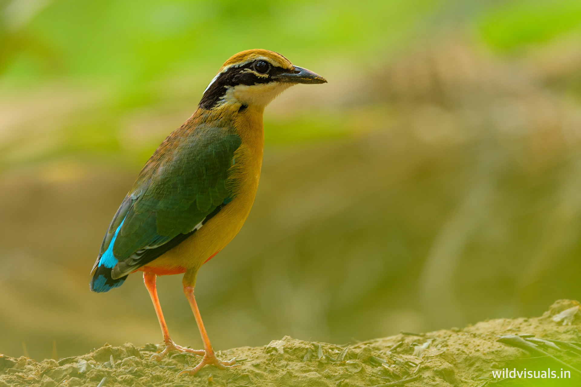 indian pitta | 9 color rainbow