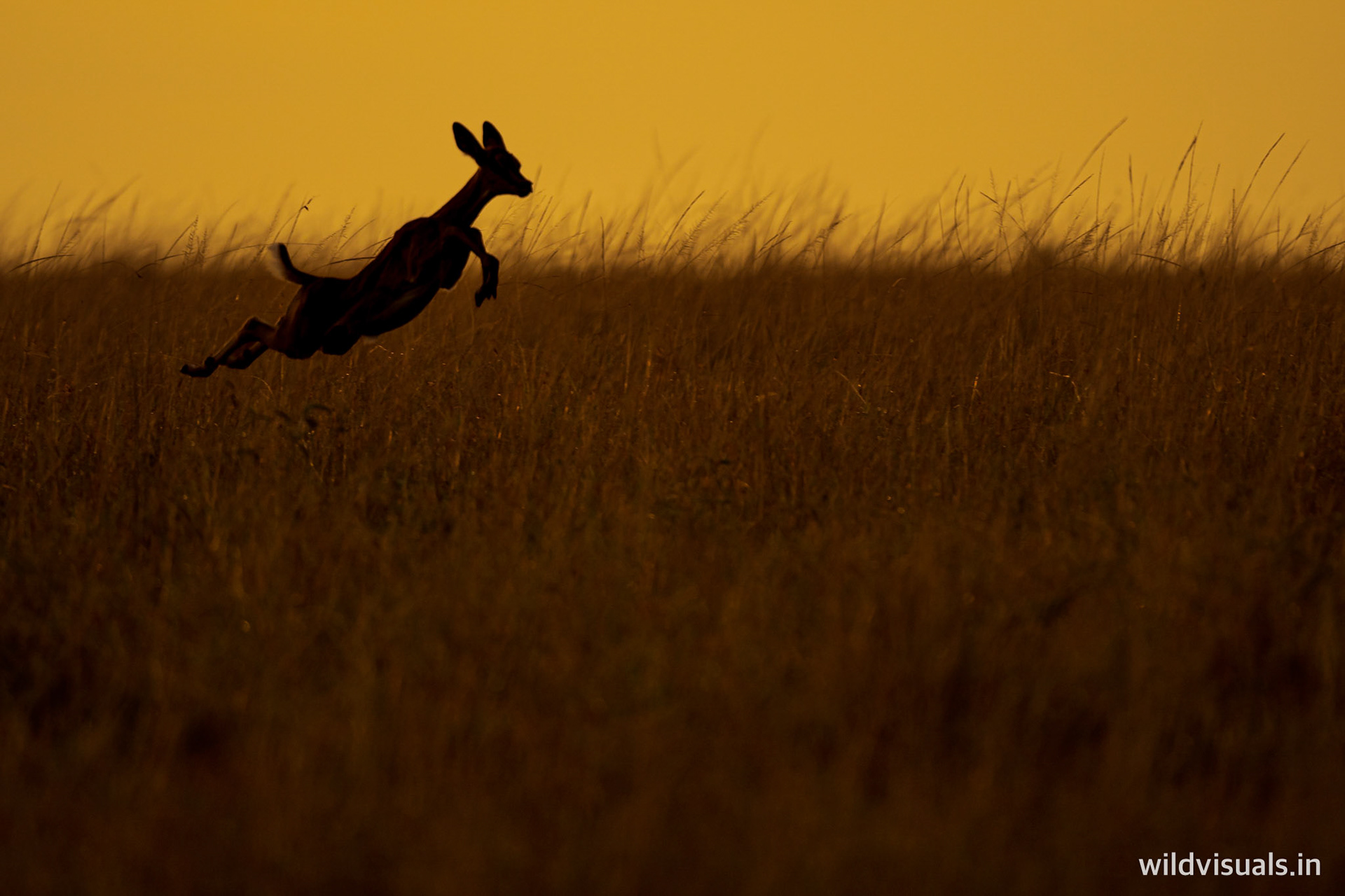 the leap | mara