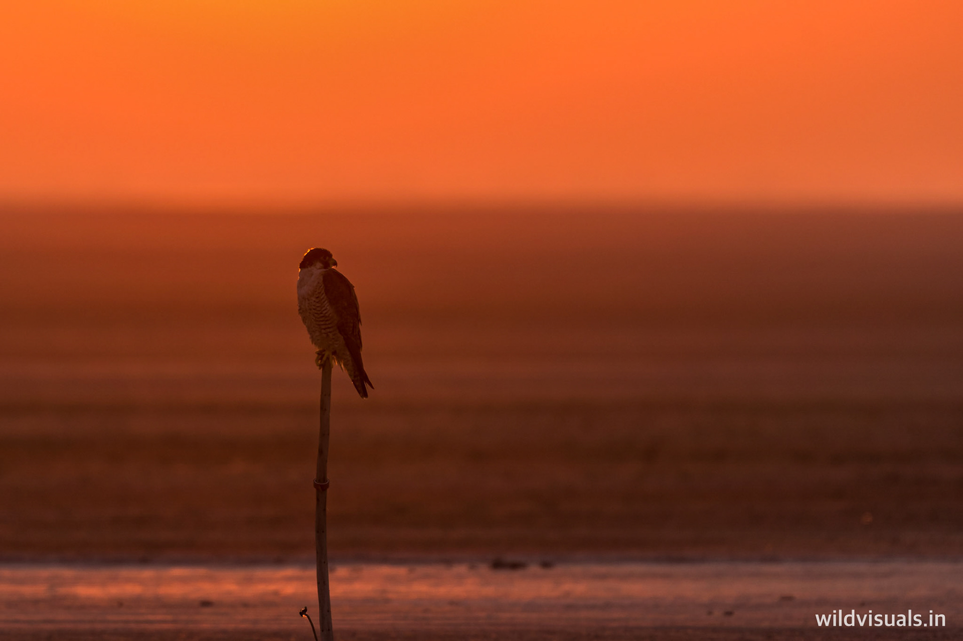 fire in mist | sambhar lake