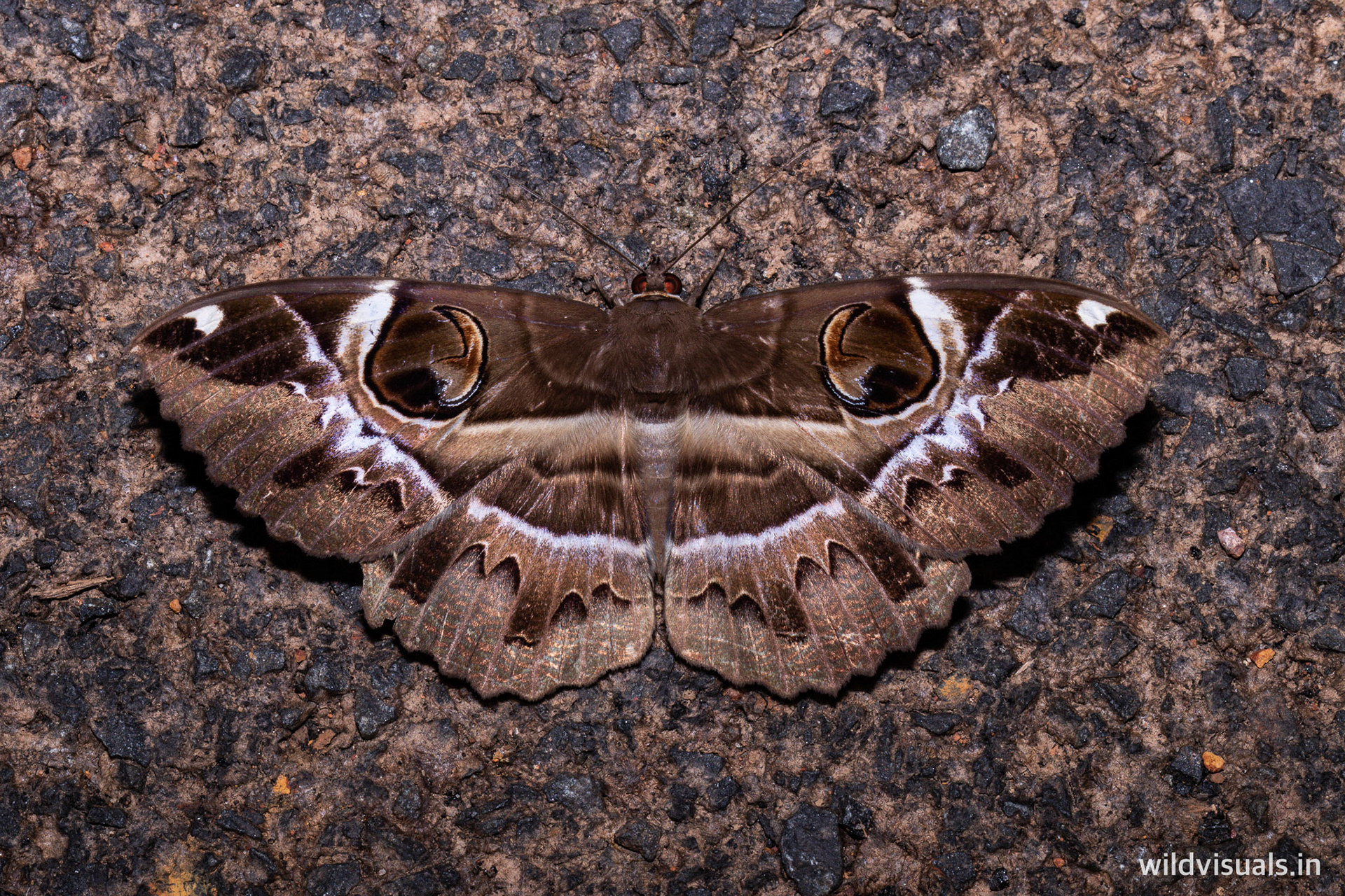 owl moth | amboli