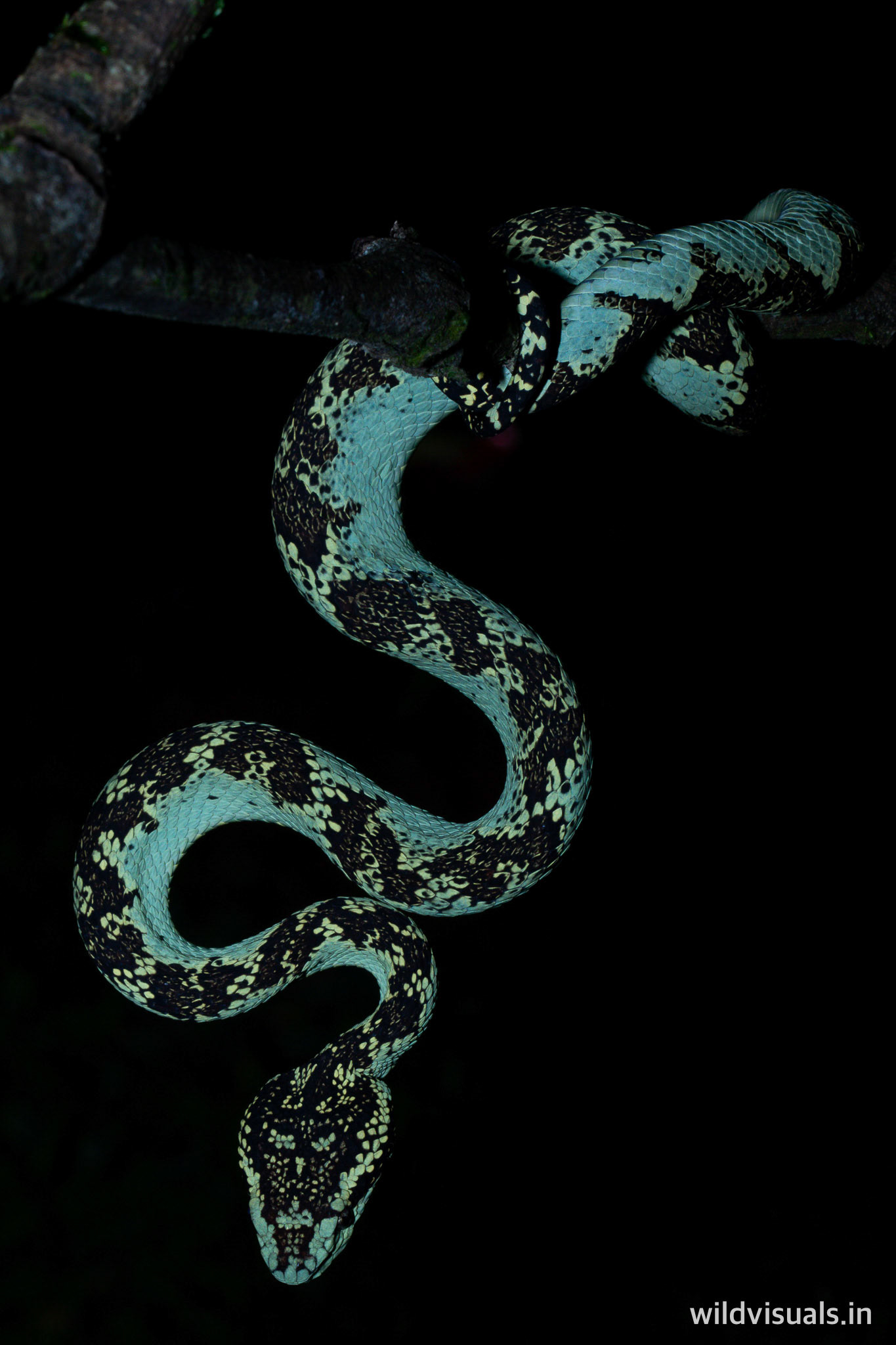 malabar put viper | amboli