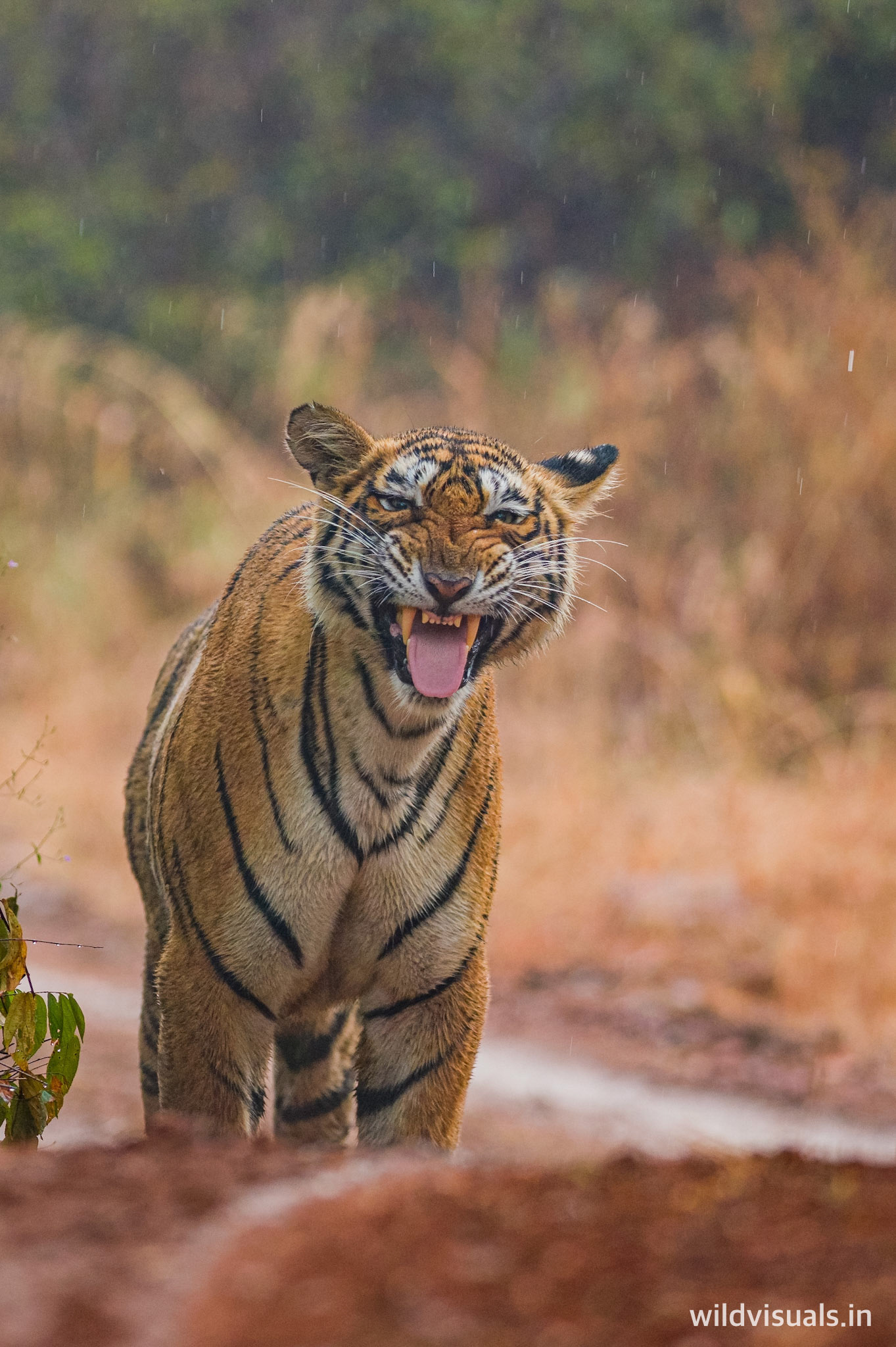 smelling in HD | ranthambore
