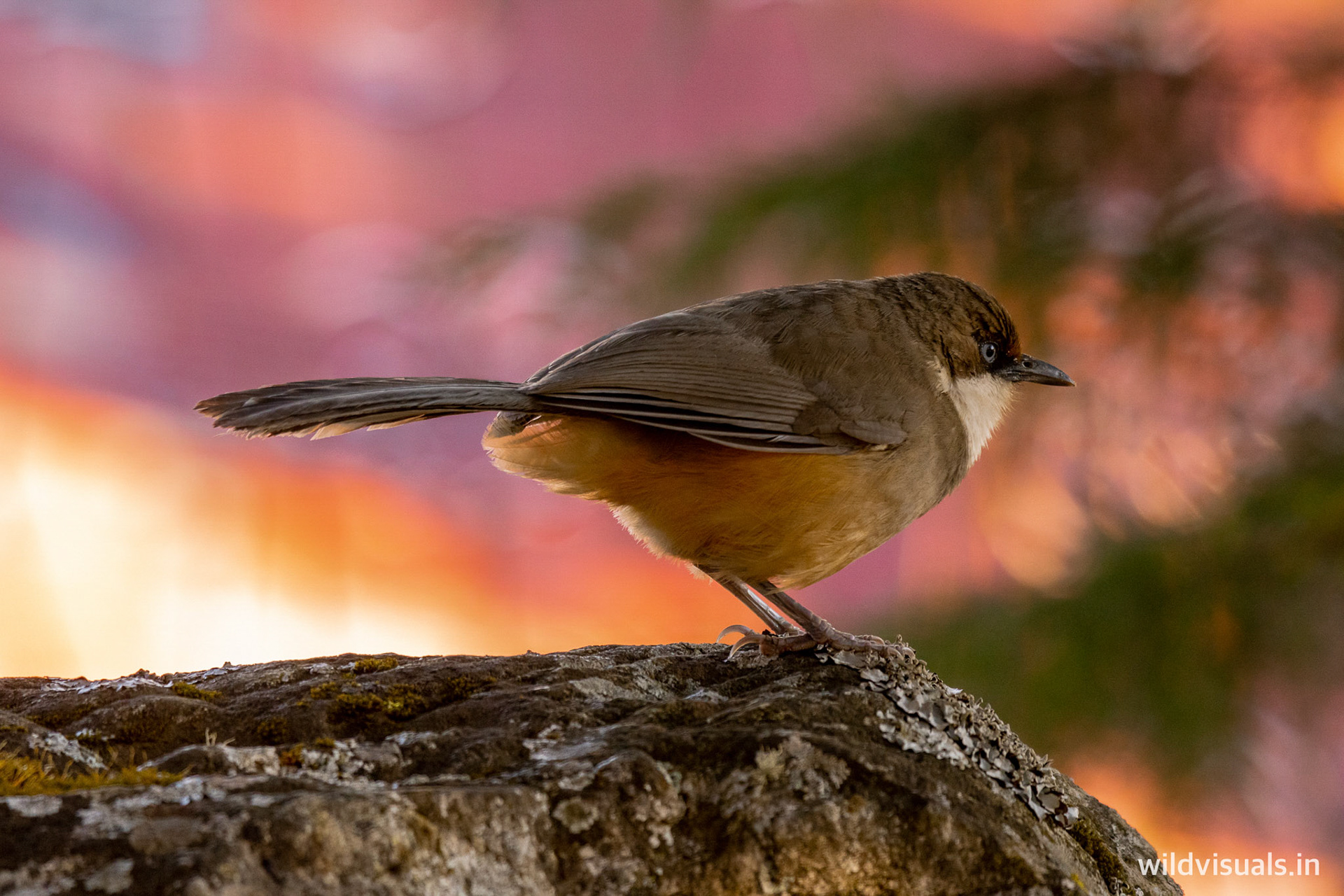 white throated laughing thrush | colour of spring