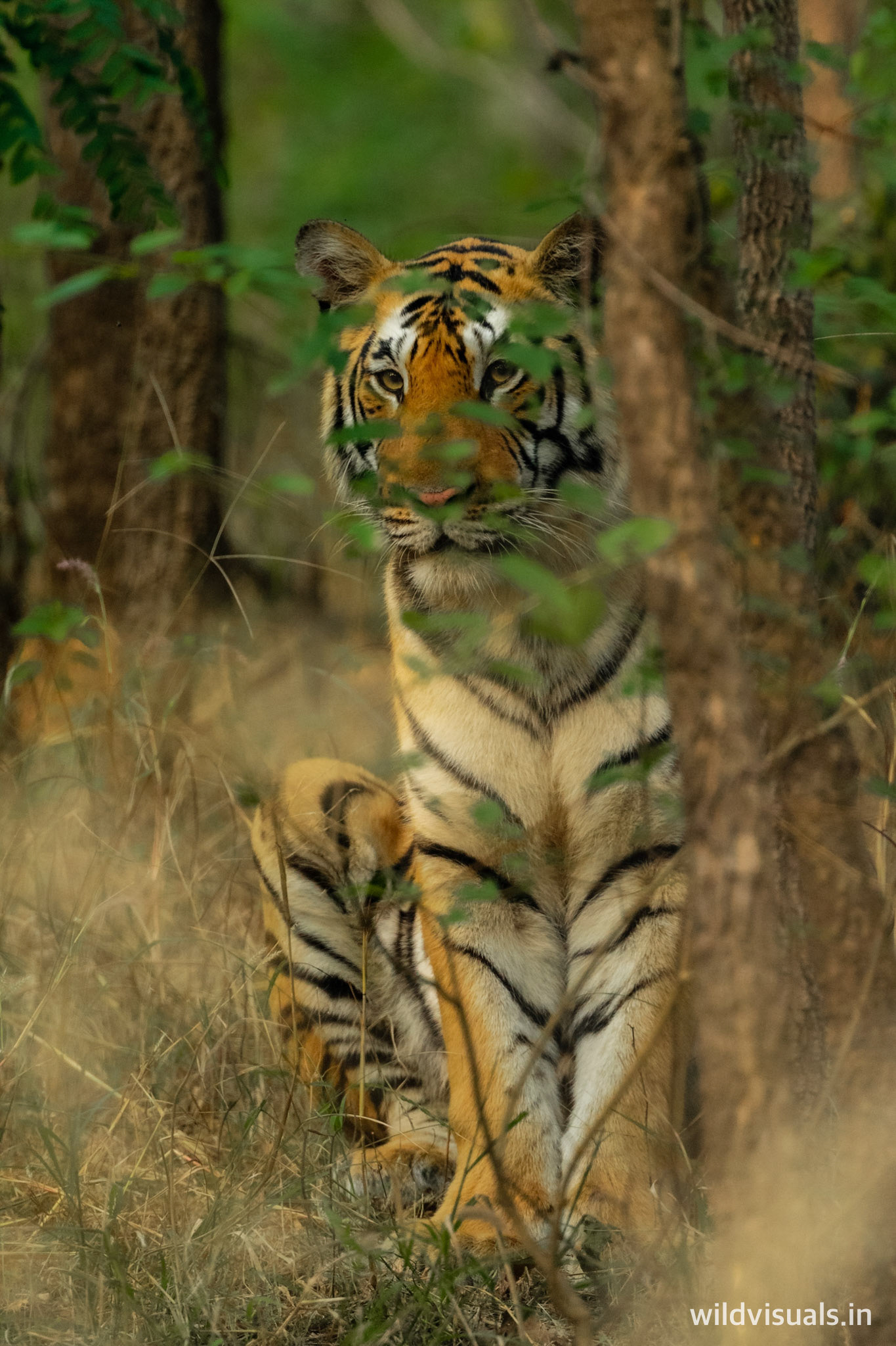 surveying the safari | pench