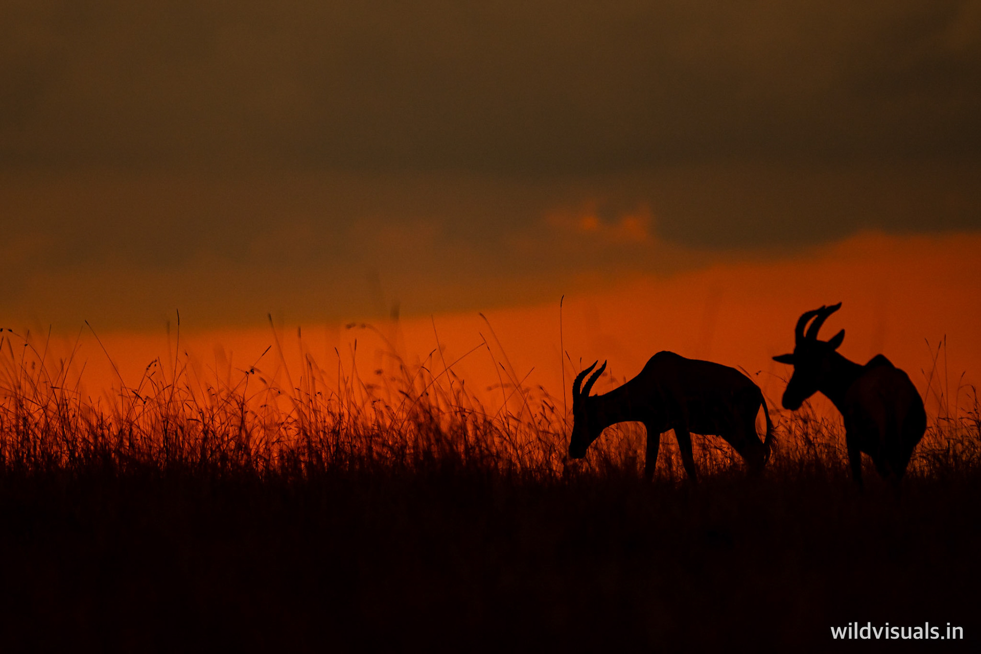 two is company | mara