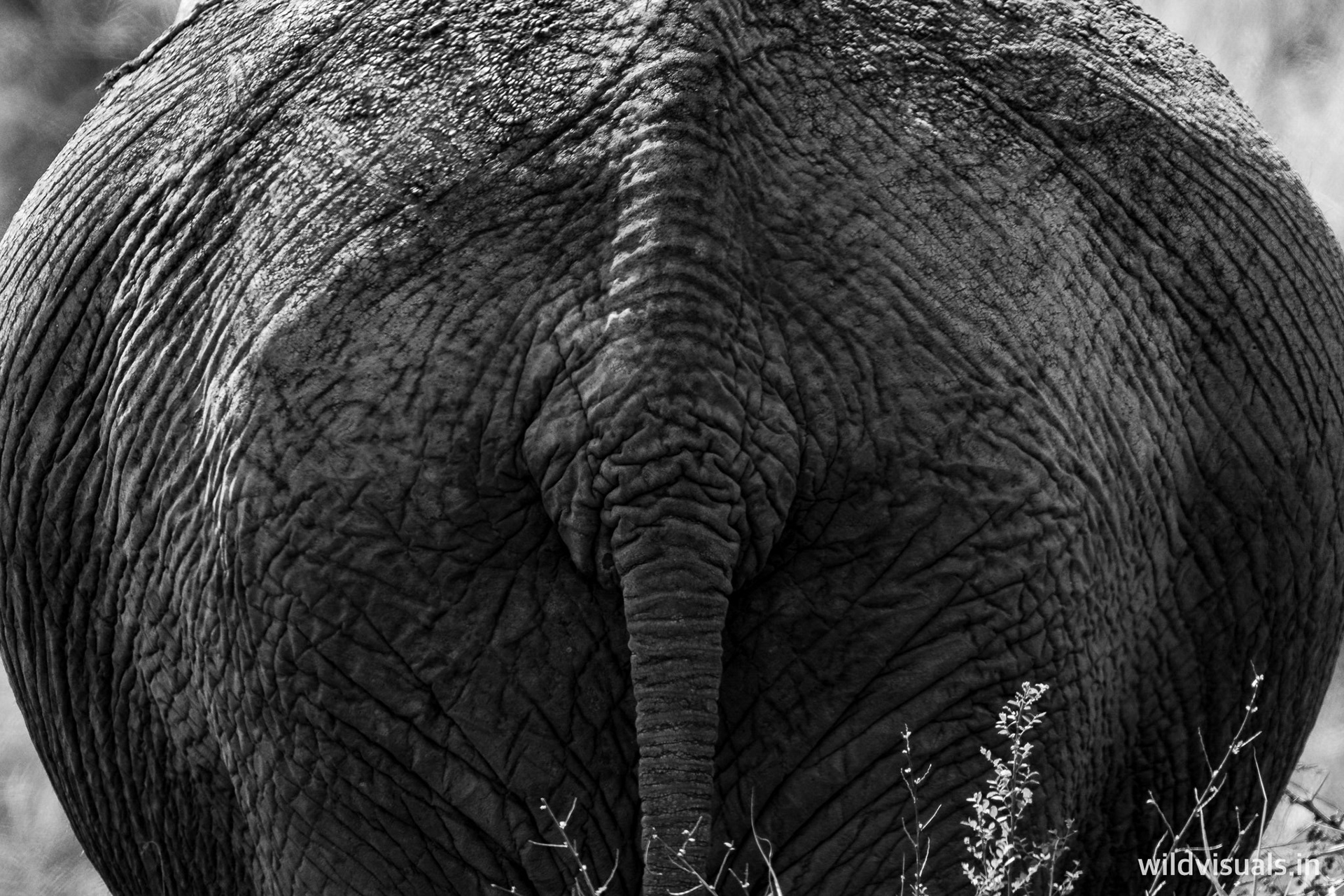 the art of behind | serengeti