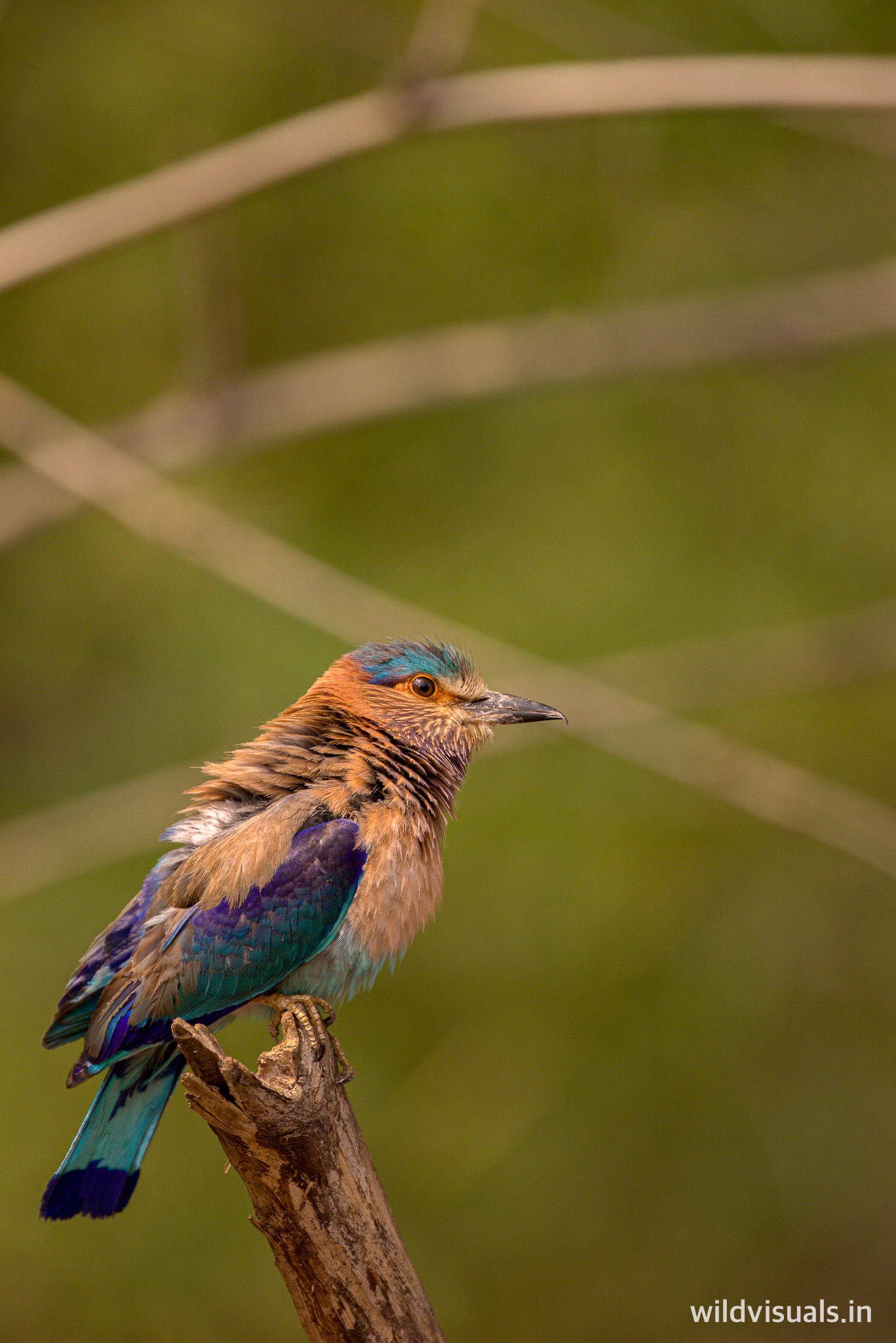 indian roller | all colors rolled into one