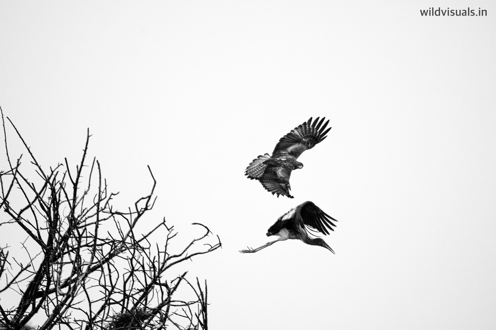 nervous hunter | bhilwara