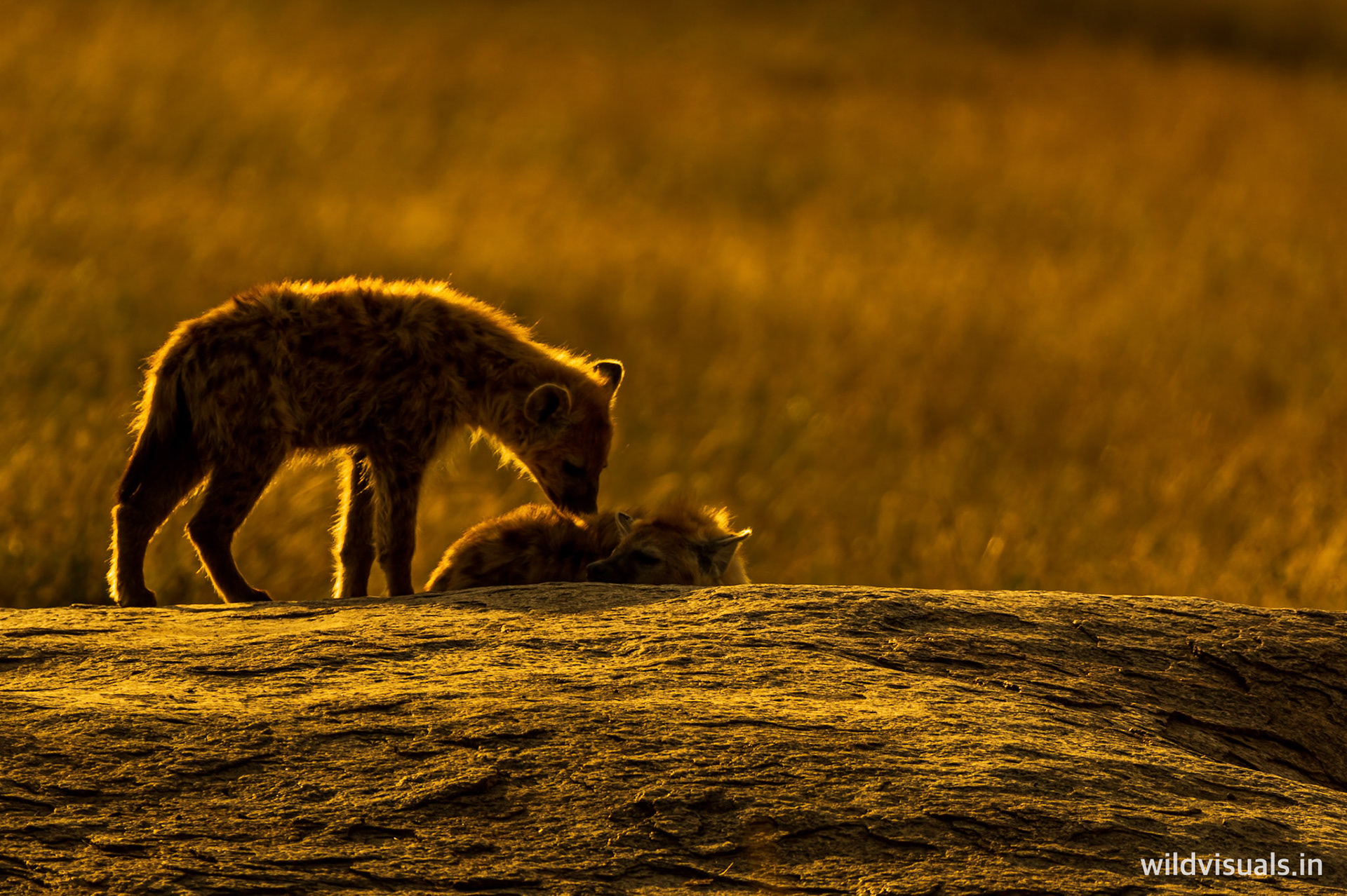 brothers on fire | serengeti