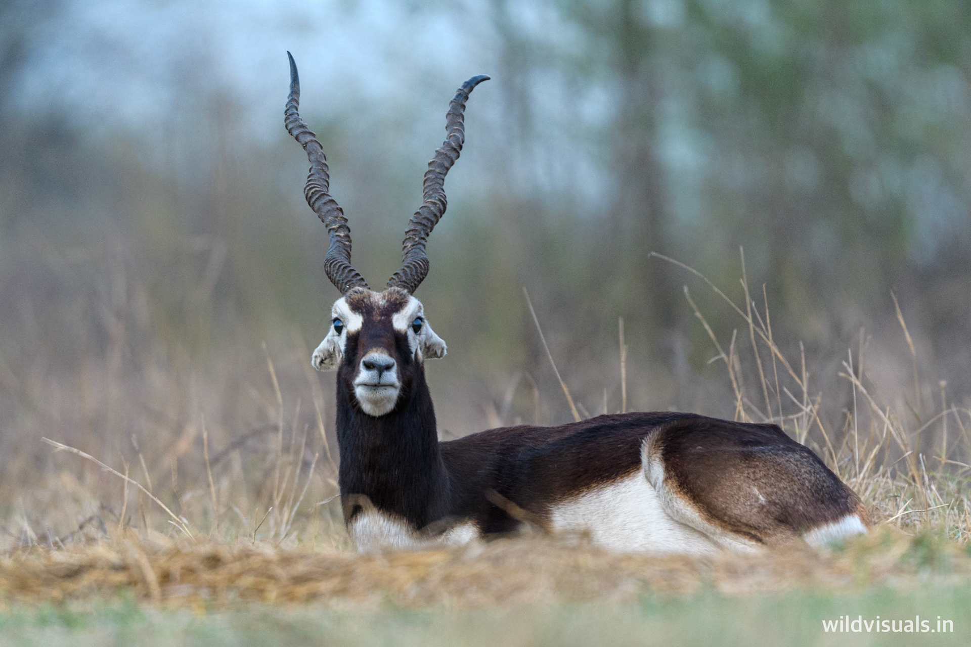 blackbuck | jhajjar