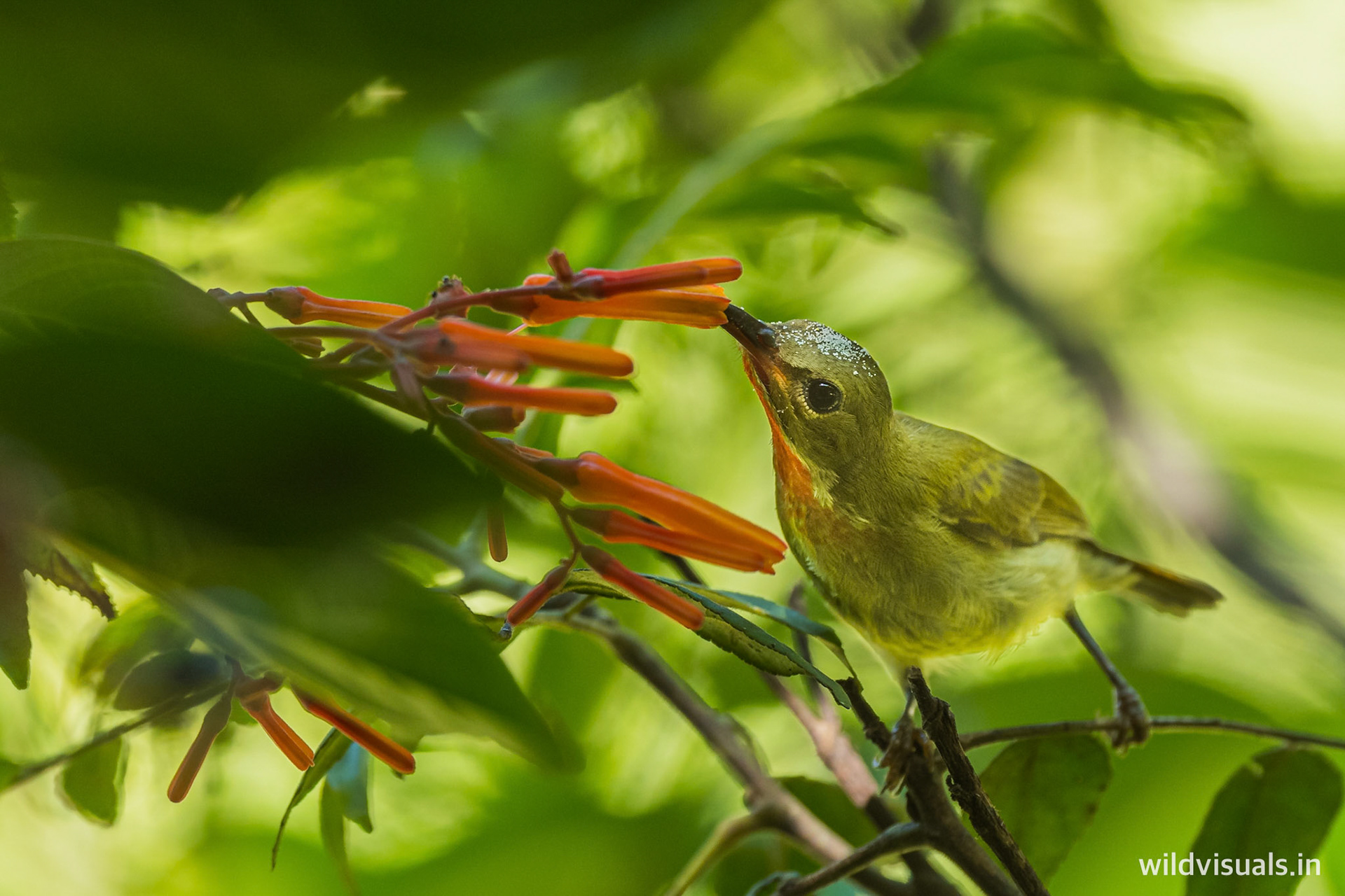 sunbird | the pollinator