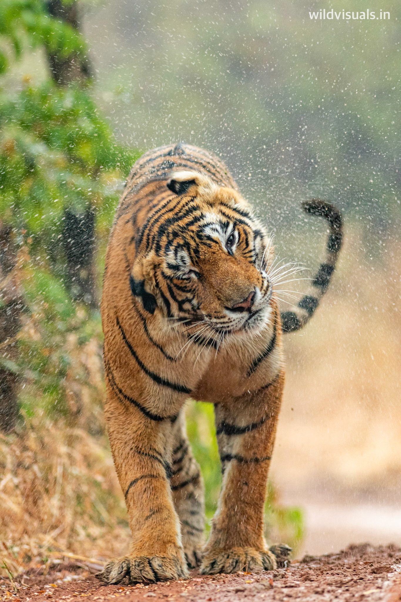 the splash | ranthambore