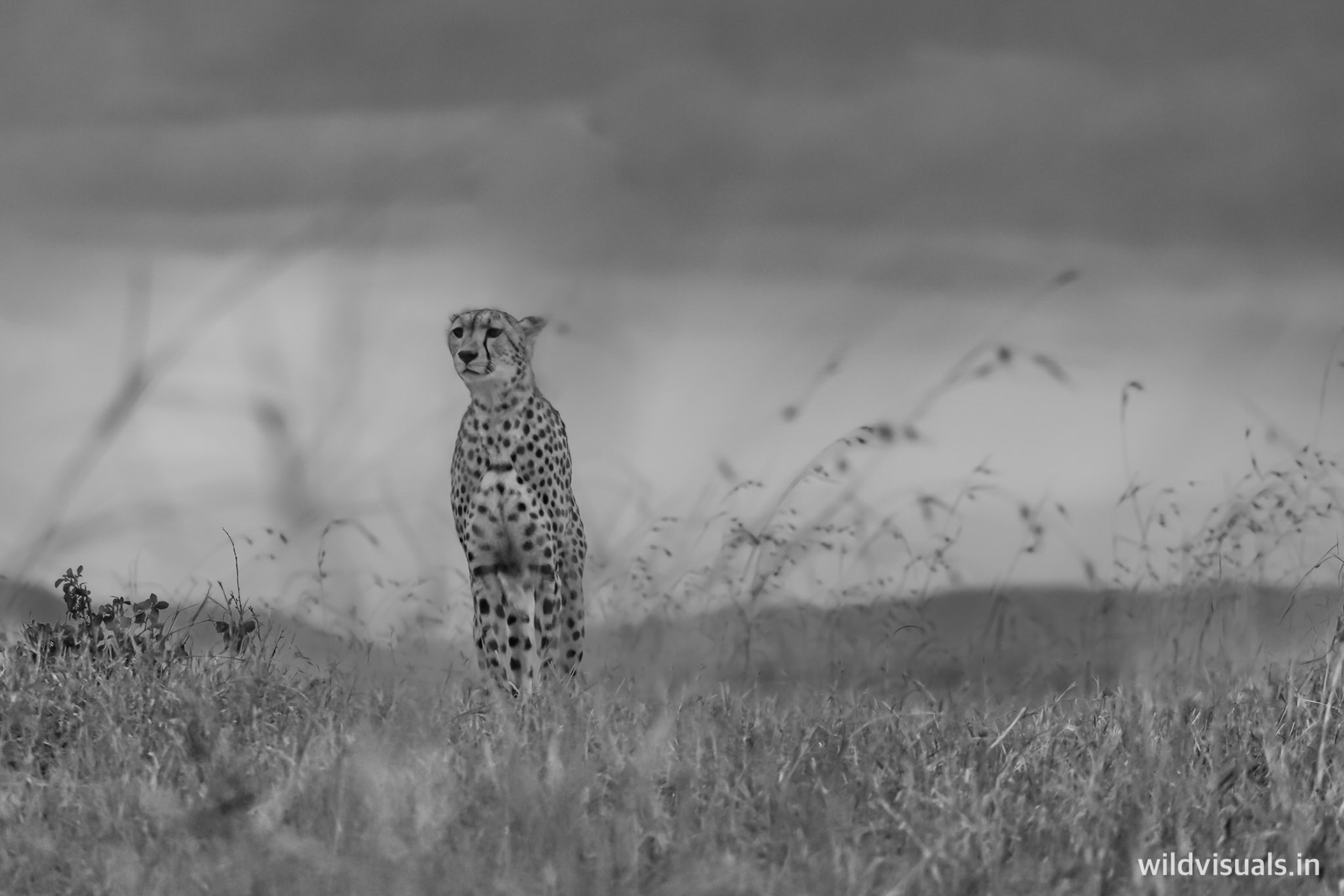 spotted skyline | mara