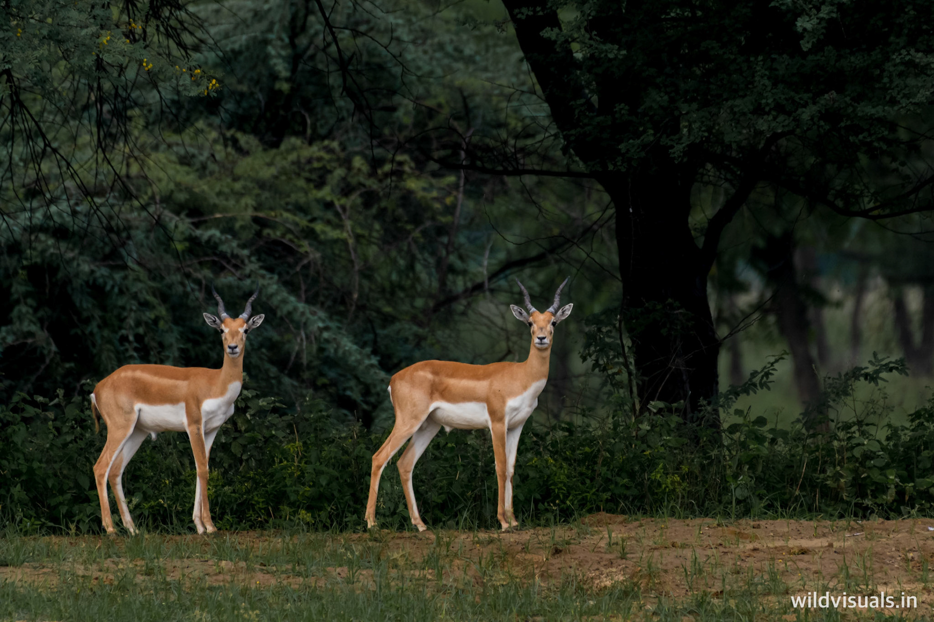 stags only | jhajjar