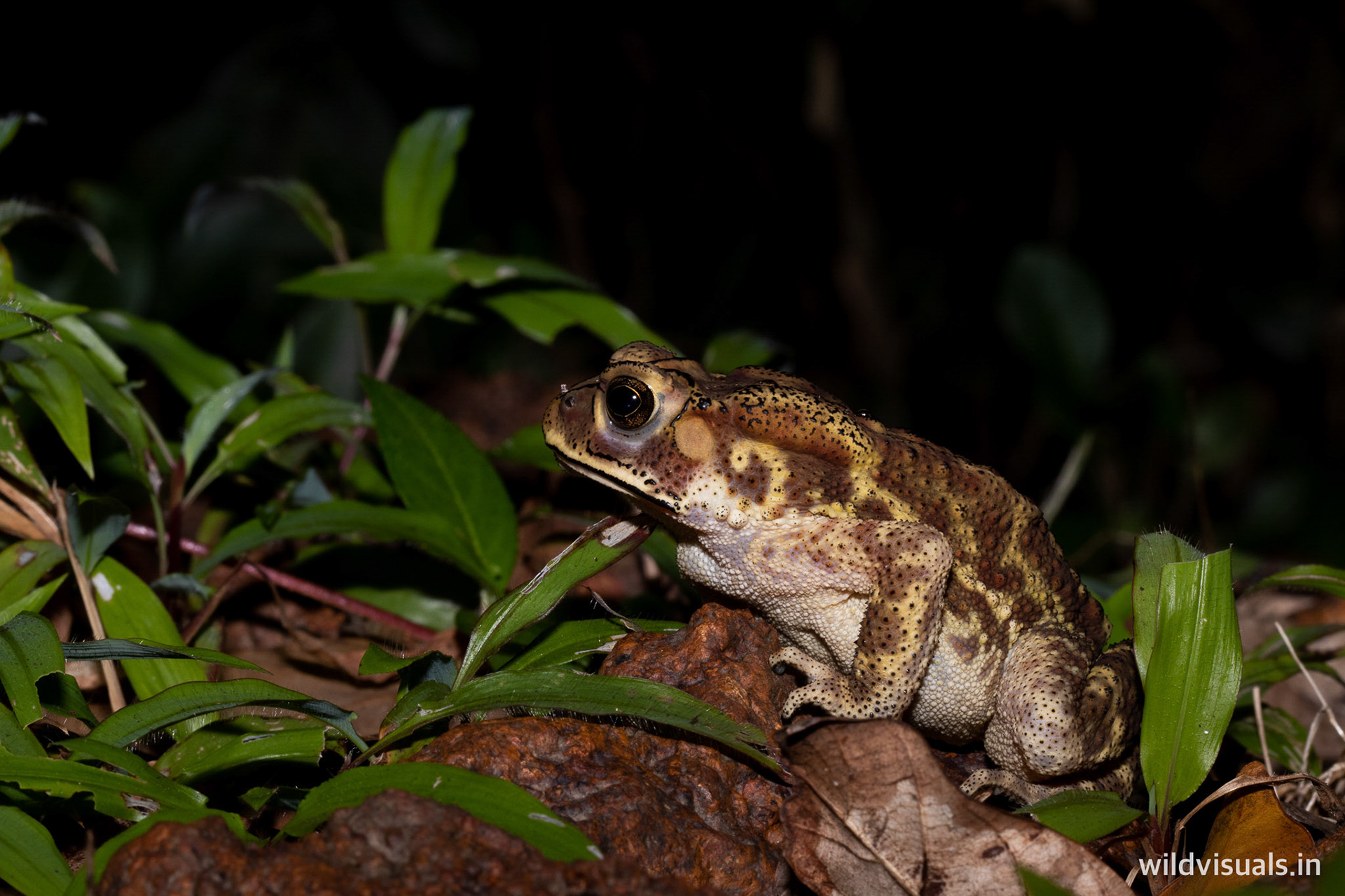 asian common toad | amboli
