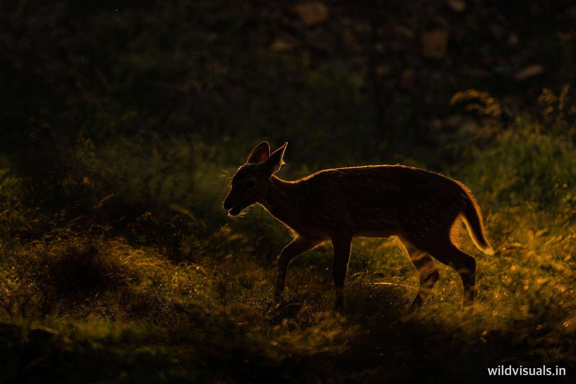 on fire | ranthambore