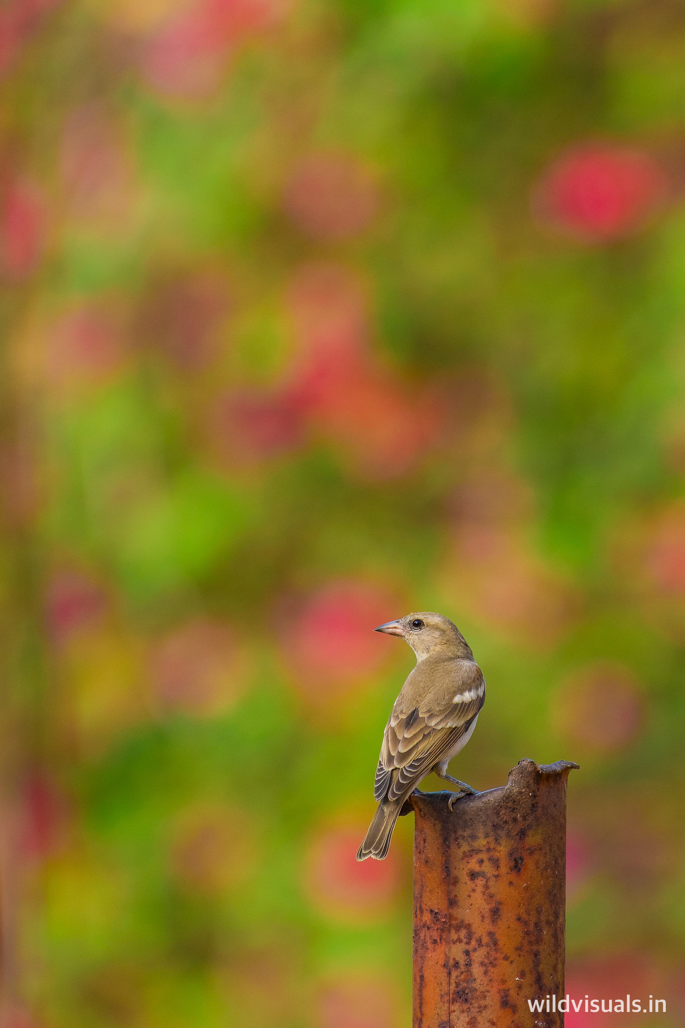 yellow-throated petronia | colors of holi