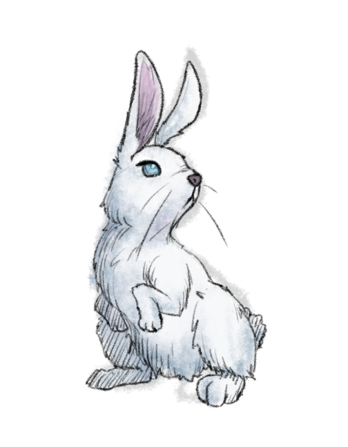 Bunny!
