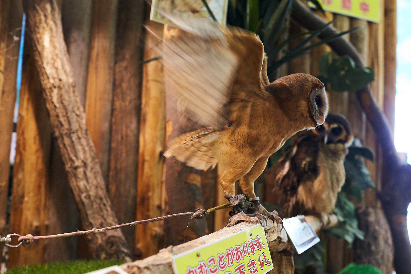 飛べないフクロウ
