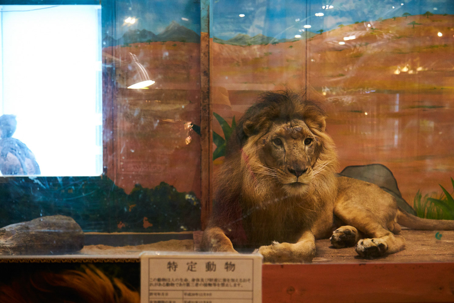 狭い部屋で飼われるライオン