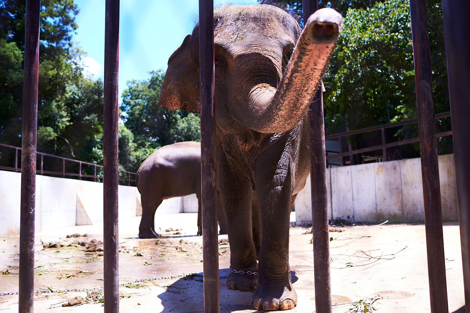 鎖で繋がれた象