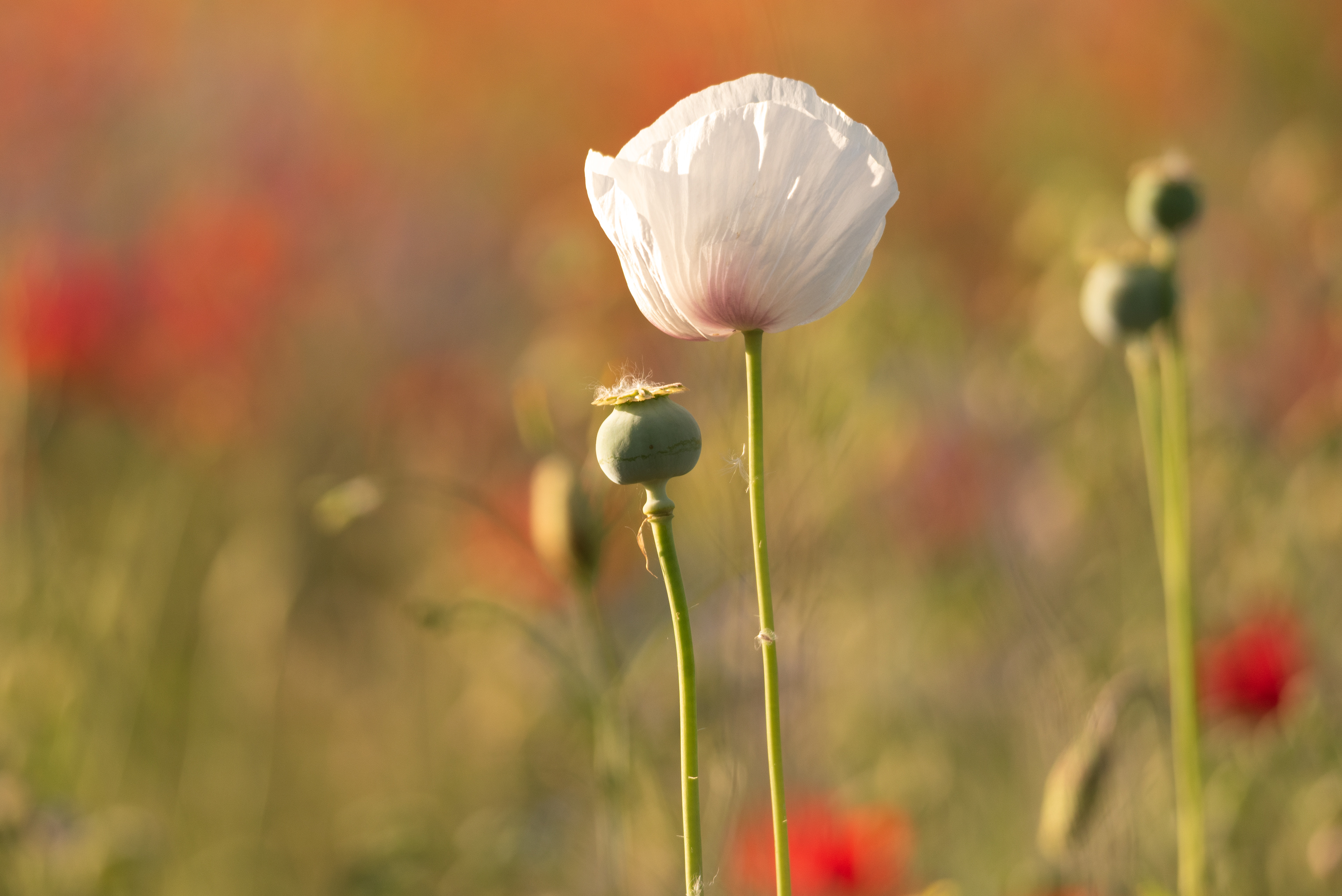 Spanish White Poppy, May 2026