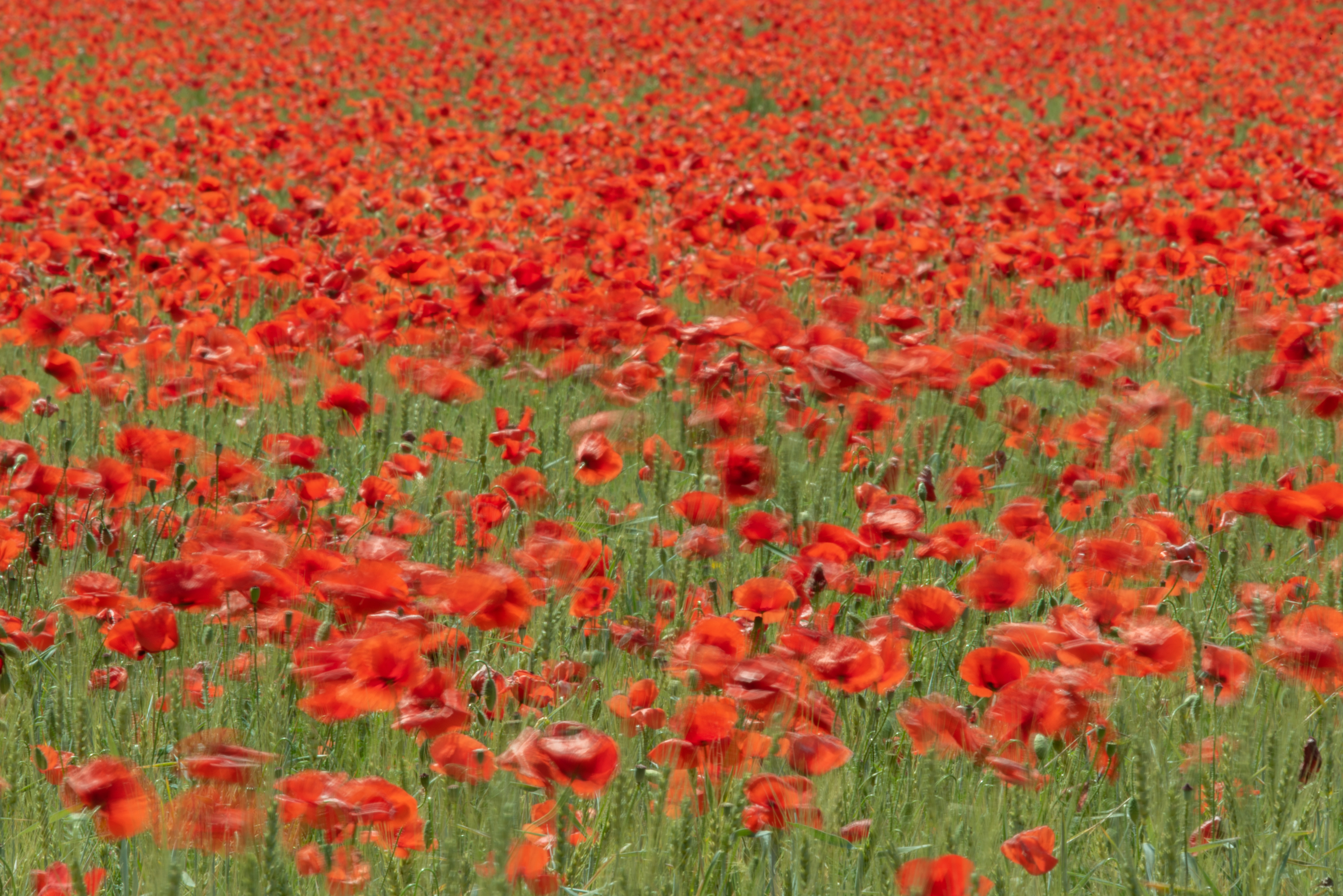 Brihuega Dancing Poppies