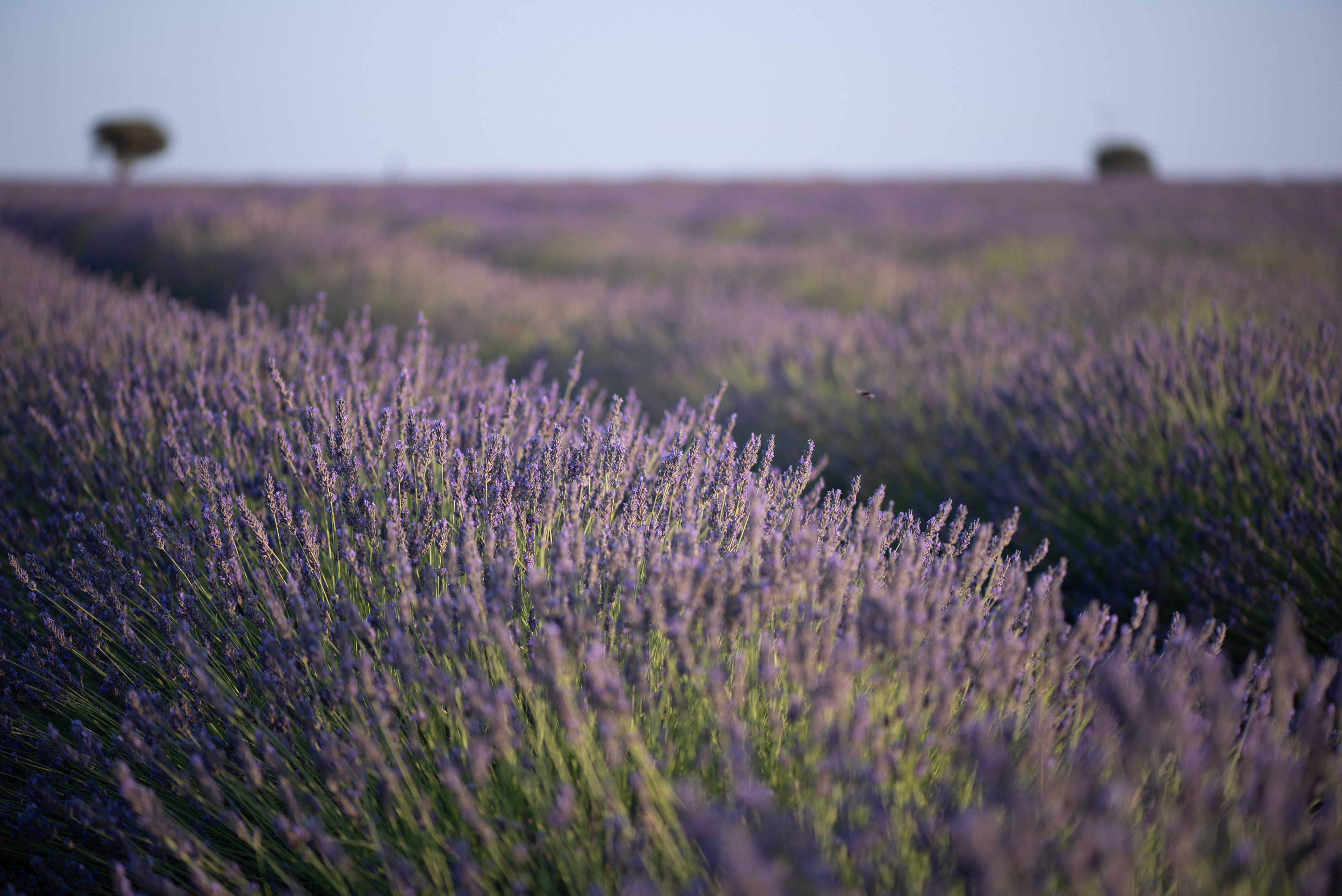 Brihuega Lavender, July 2022