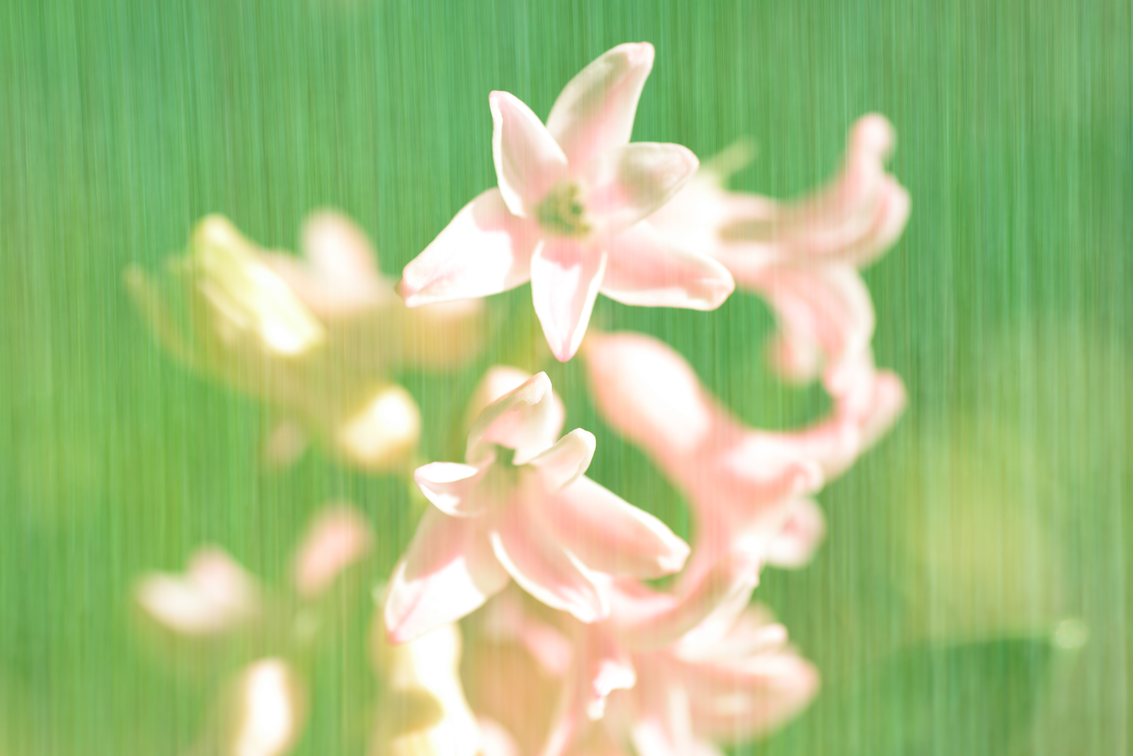 Hyancinth and Grass Double Exposure with Adamski Effect