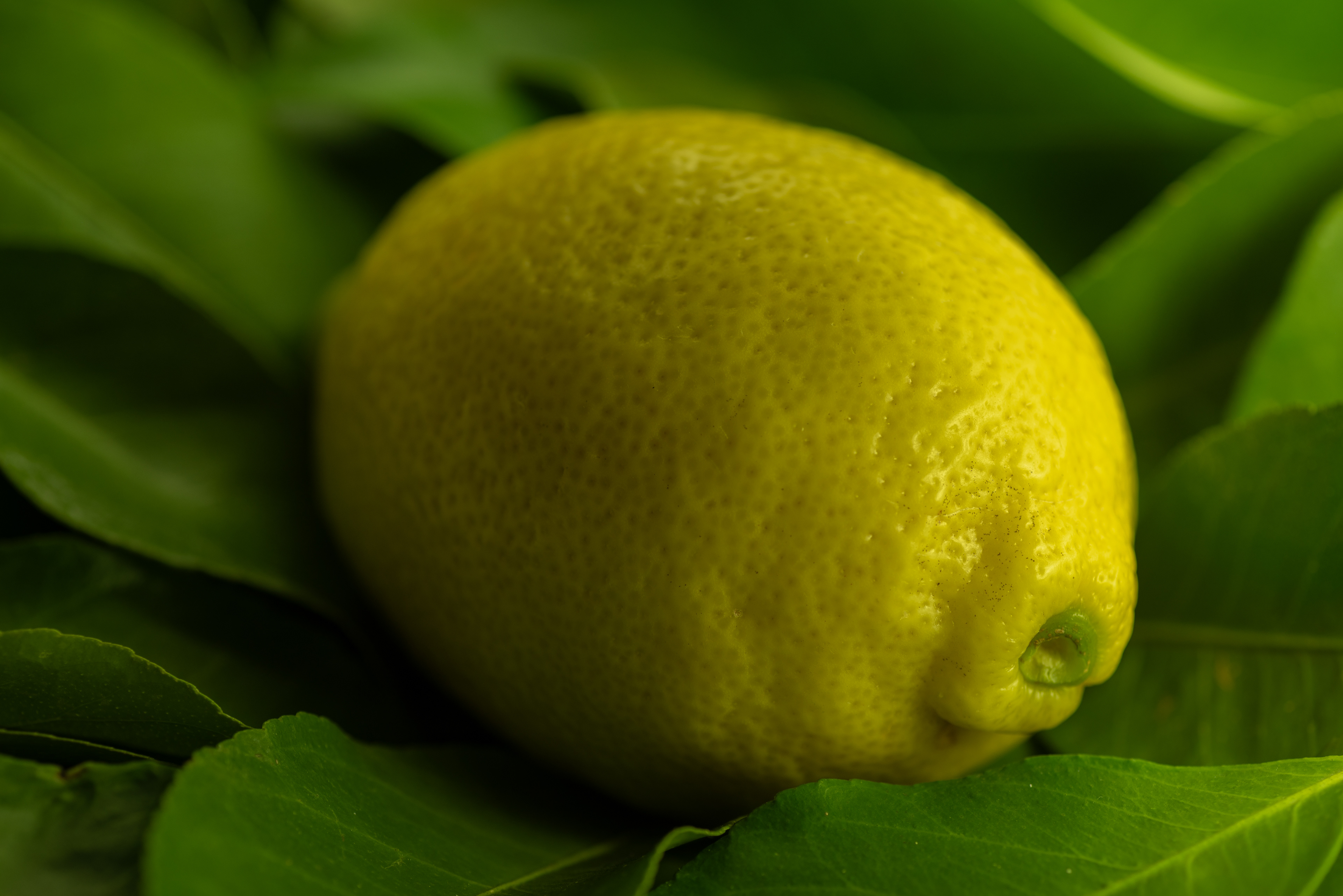 Lemon tree, oh so pretty...