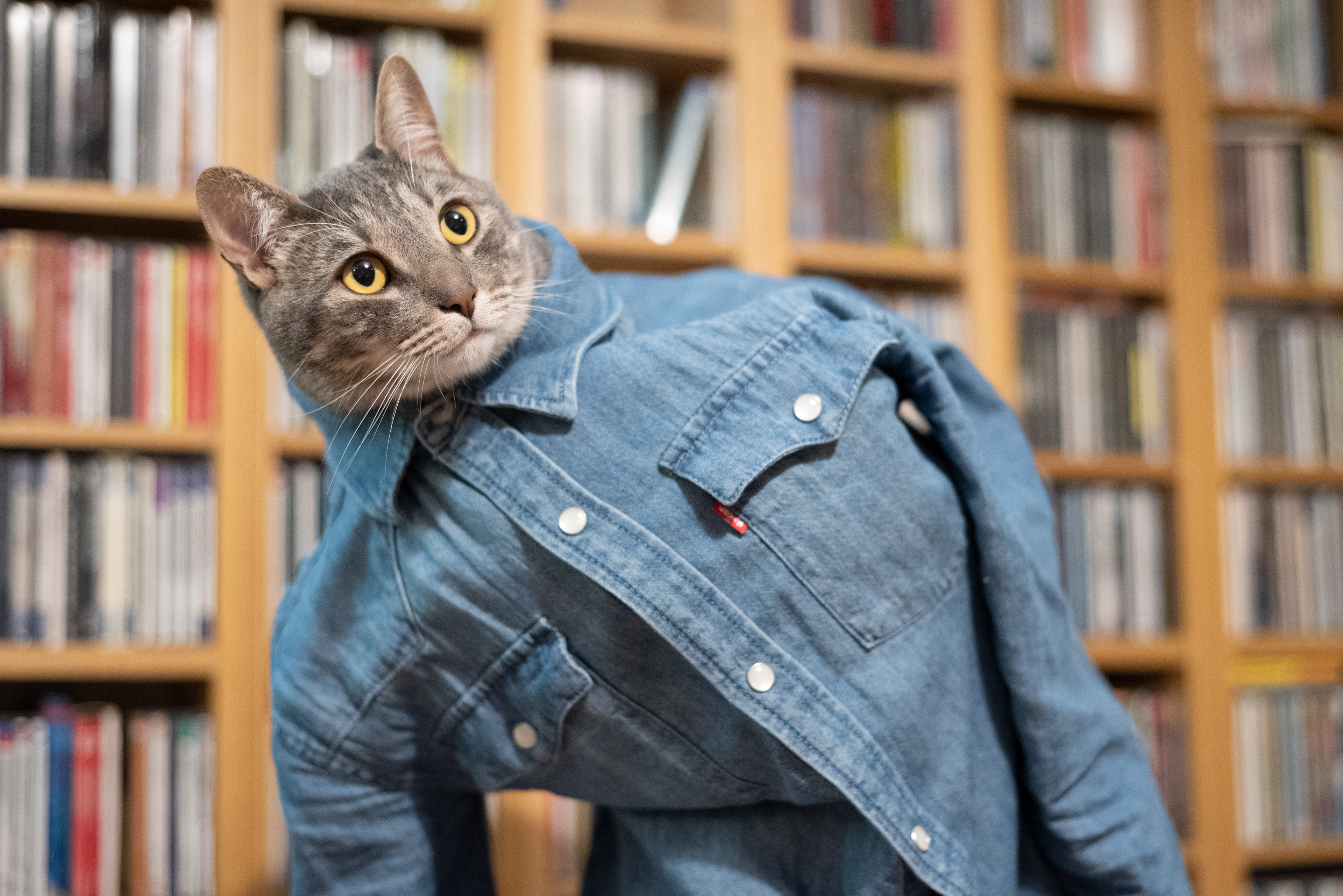 Dressed up Dorian (no harm came to the cat in the taking of this photo)