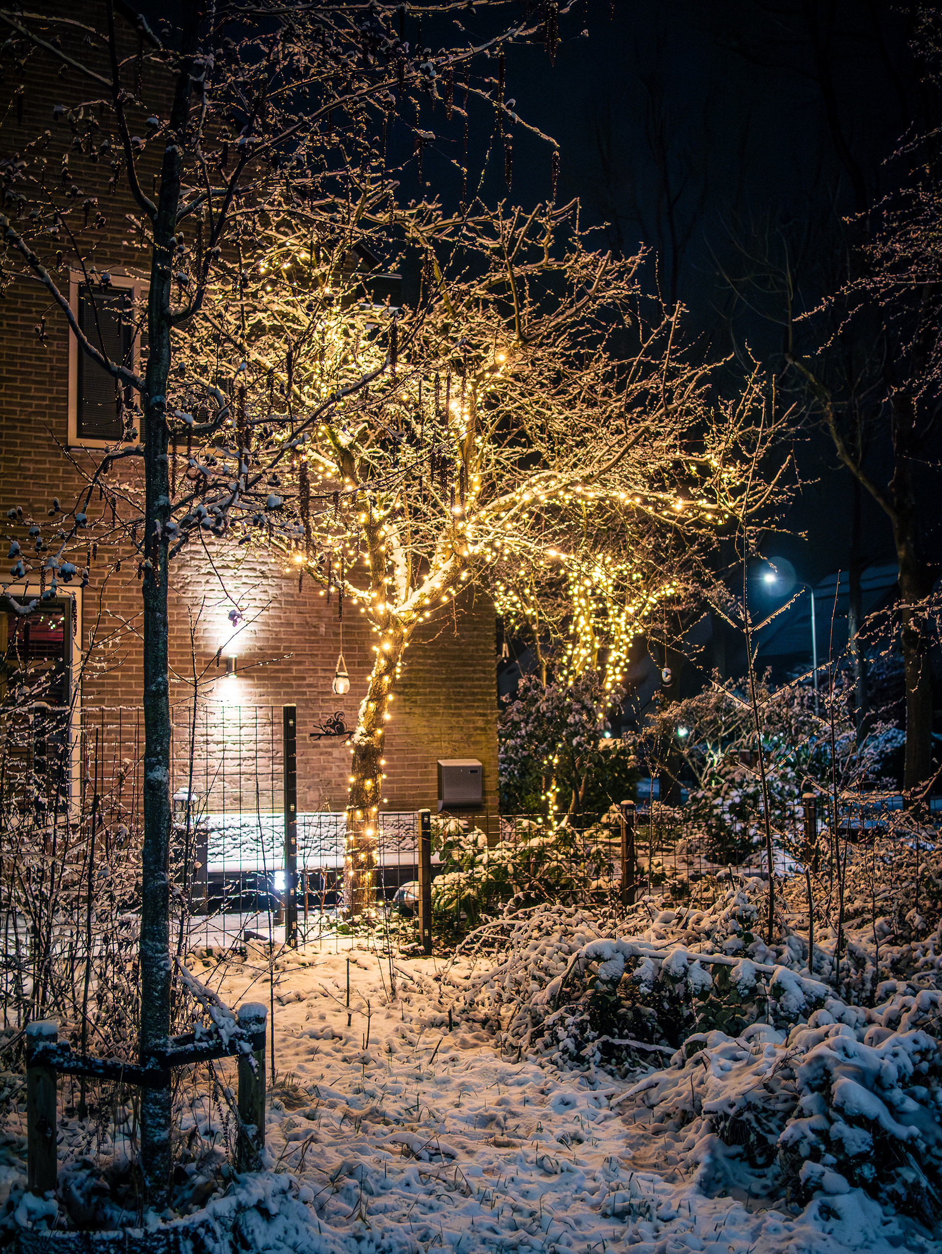 Light in the Snow. A vertical nighttime photograph of a snow-covered garden beside a brick house. A slender tree in the center is draped in strings of warm, glowing yellow fairy lights, casting a golden radiance onto the fresh snow and the surrounding bare, snow-dusted branches. In the background, a single, cool-blue streetlight stands against the deep black of the night sky, creating a sharp contrast between the cold winter air and the inviting warmth of the illuminated tree.