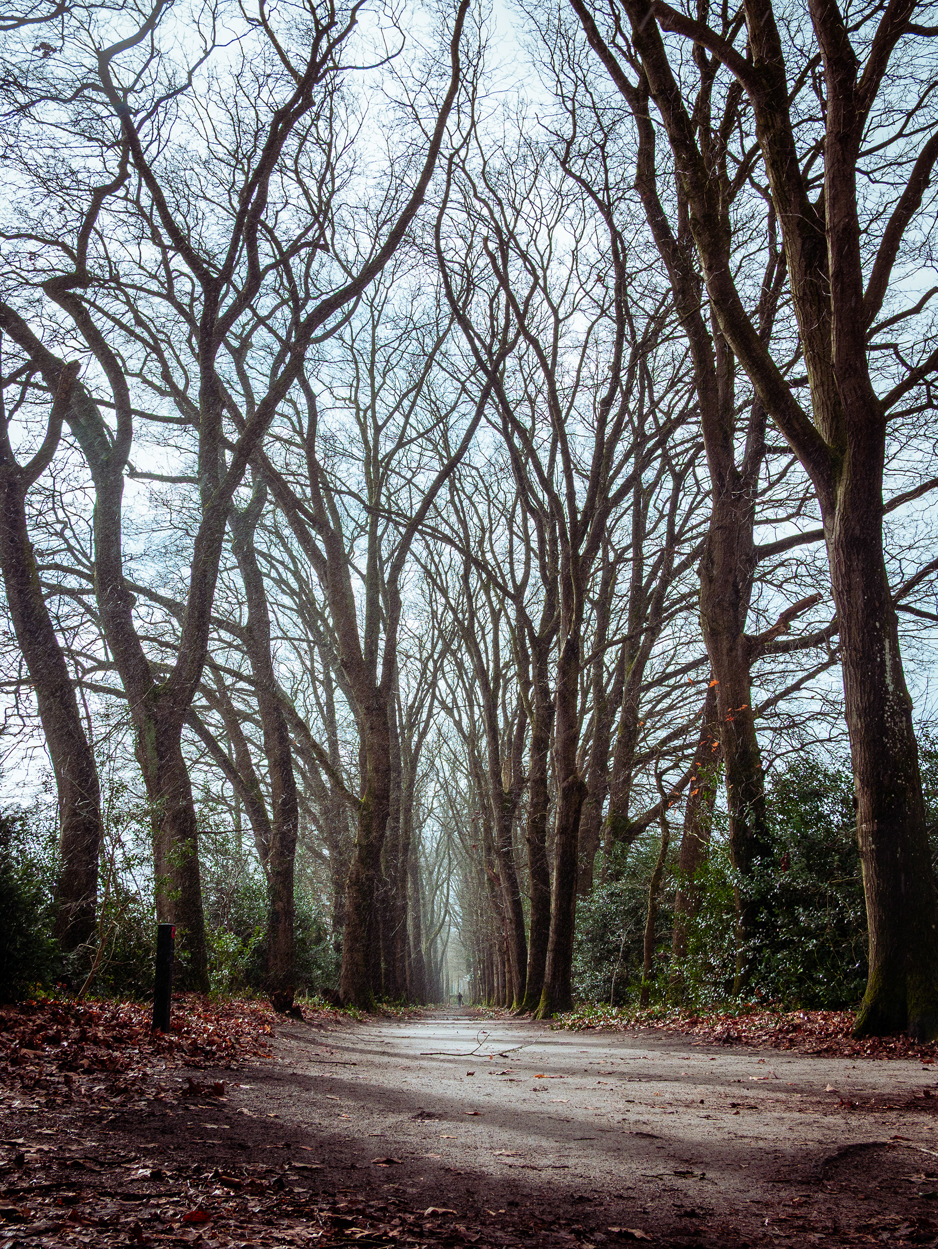Green Cathedral. A low-angle, one-point perspective photograph of a long forest path during a rainy Dutch winter. Towering, bare trees arch overhead like the vaulted ceiling of a cathedral, their branches etched against a pale, overcast sky. Fine lines of falling rain are visible against the dark trunks, and the wet path reflects the soft, misty light. In the distant center, a tiny silhouette of a person walking a dog stands at the vanishing point, grounded in the vast, architectural scale of the woods.