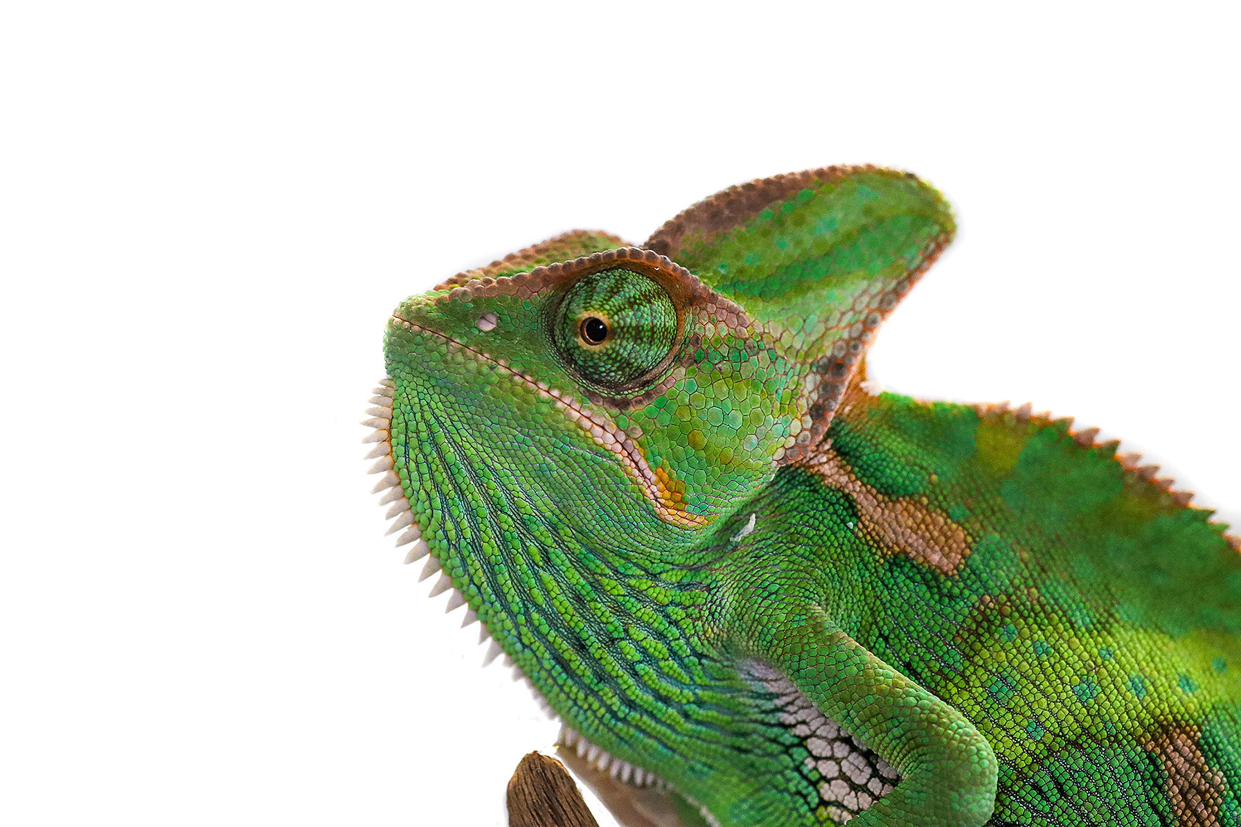 The Yemen Chameleon is also known as theVeiled Chameleon. This species of chameleon is one of the most popular amongst beginner reptile owners. The Yemen Chameleon is native to Yemen and parts of Saudi Arabia. Therefore, require hot temperatures in their enclosures to reciprocate the humidity they are used to.